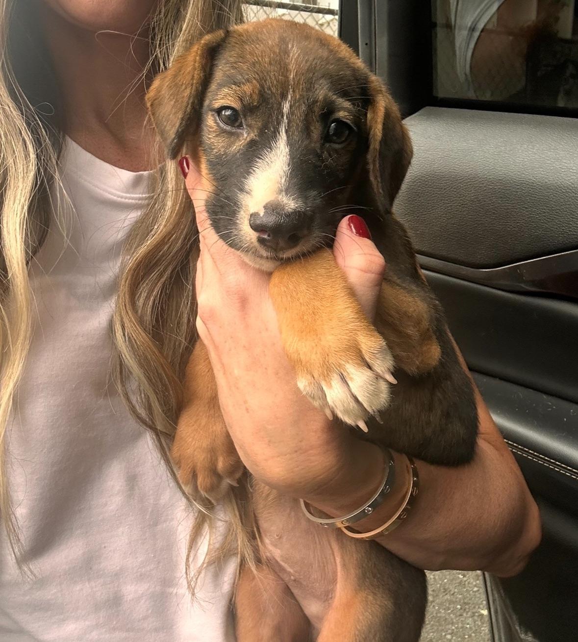 Davis  The Little thumbnail 3