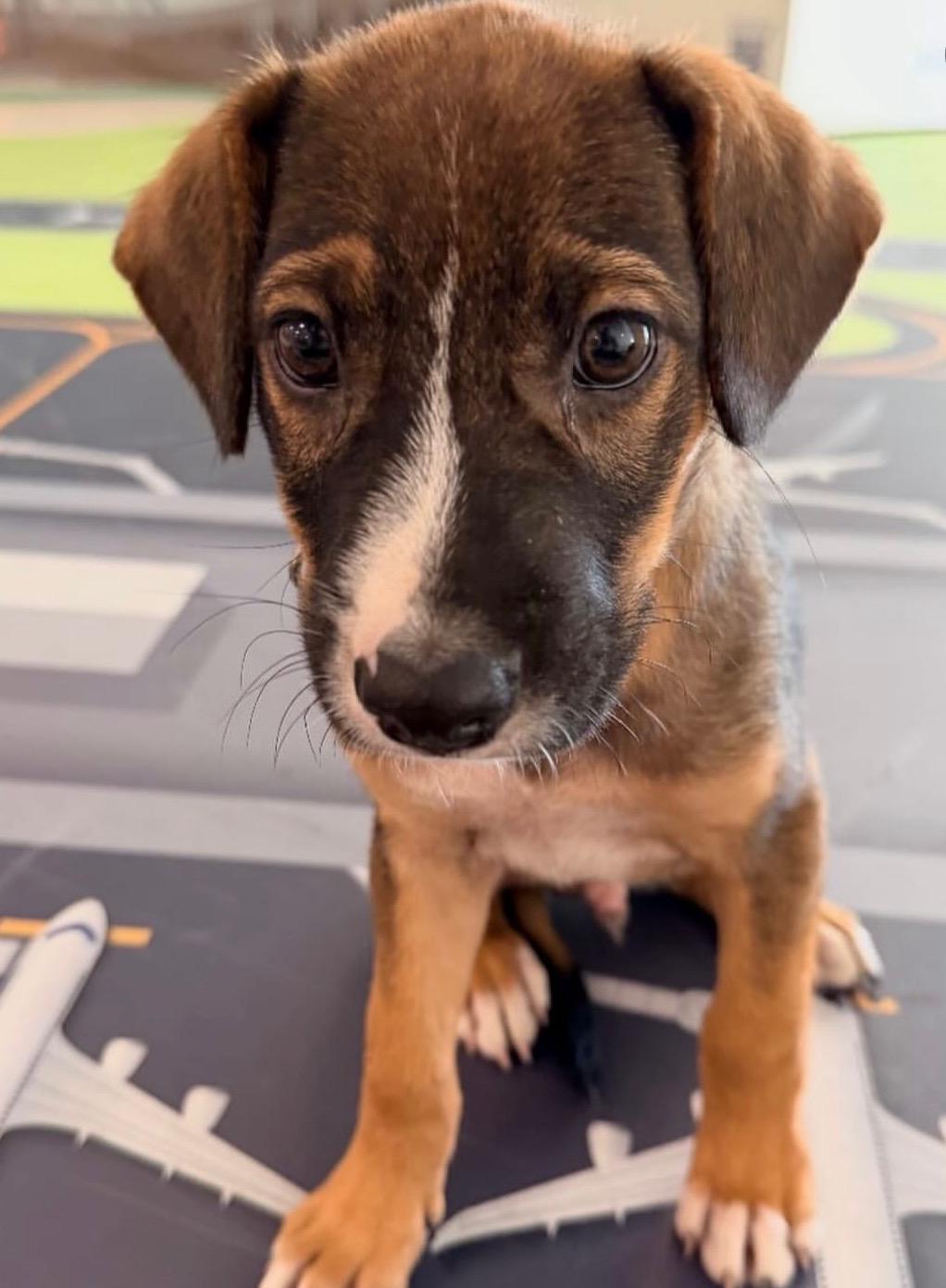 Davis  The Little thumbnail 6