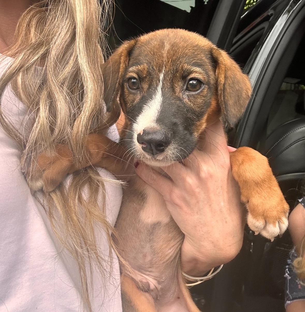 Davis  The Little thumbnail 4