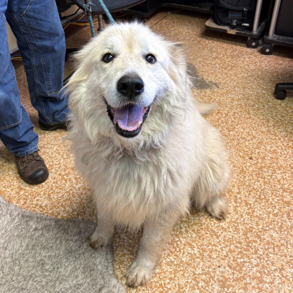 Enlarge Josie, a Adoptable Great Pyrenees in Chehalis, WA image 1/1