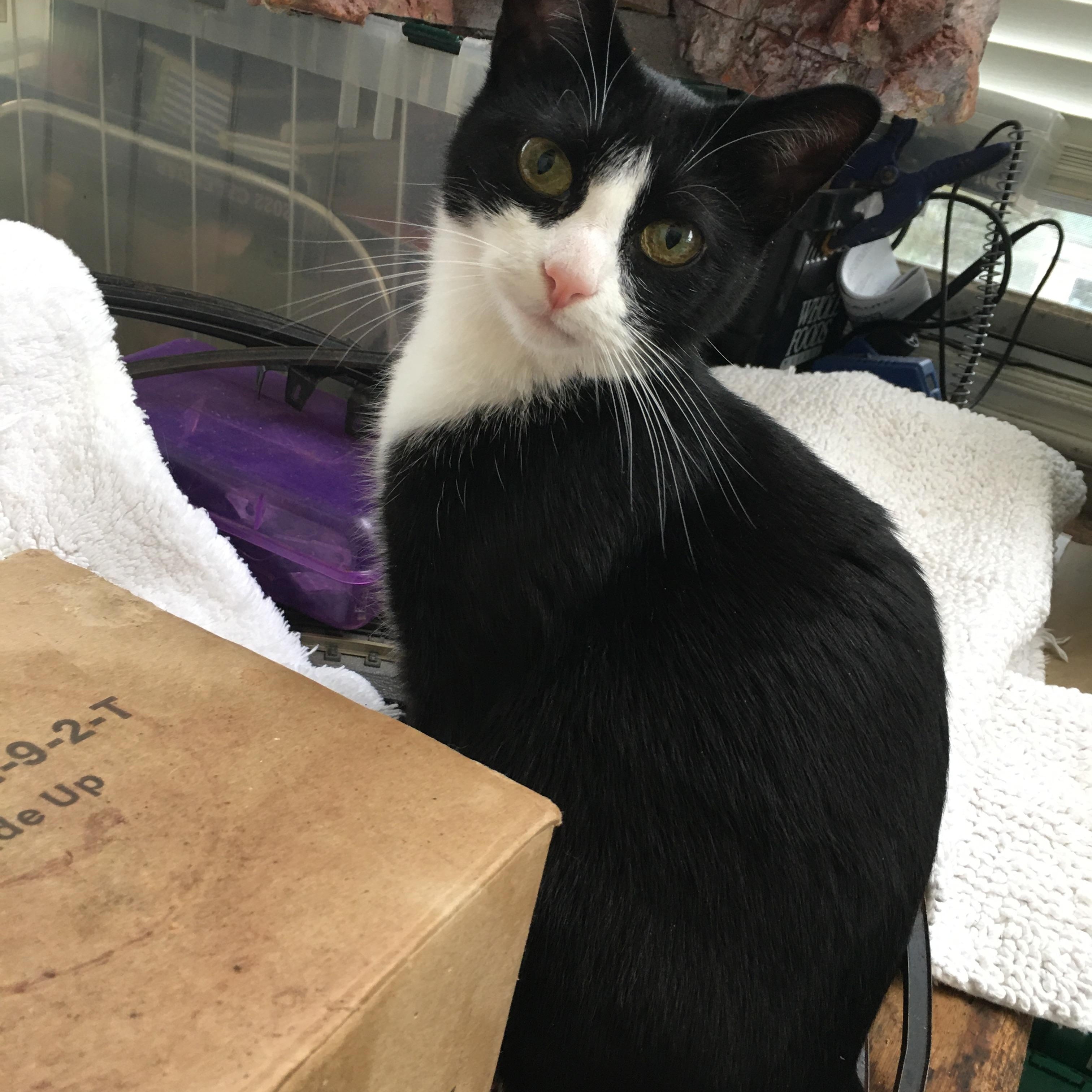 Shadow - I definitely want to be yours!, Adoptable, Adult Female Domestic Short Hair.