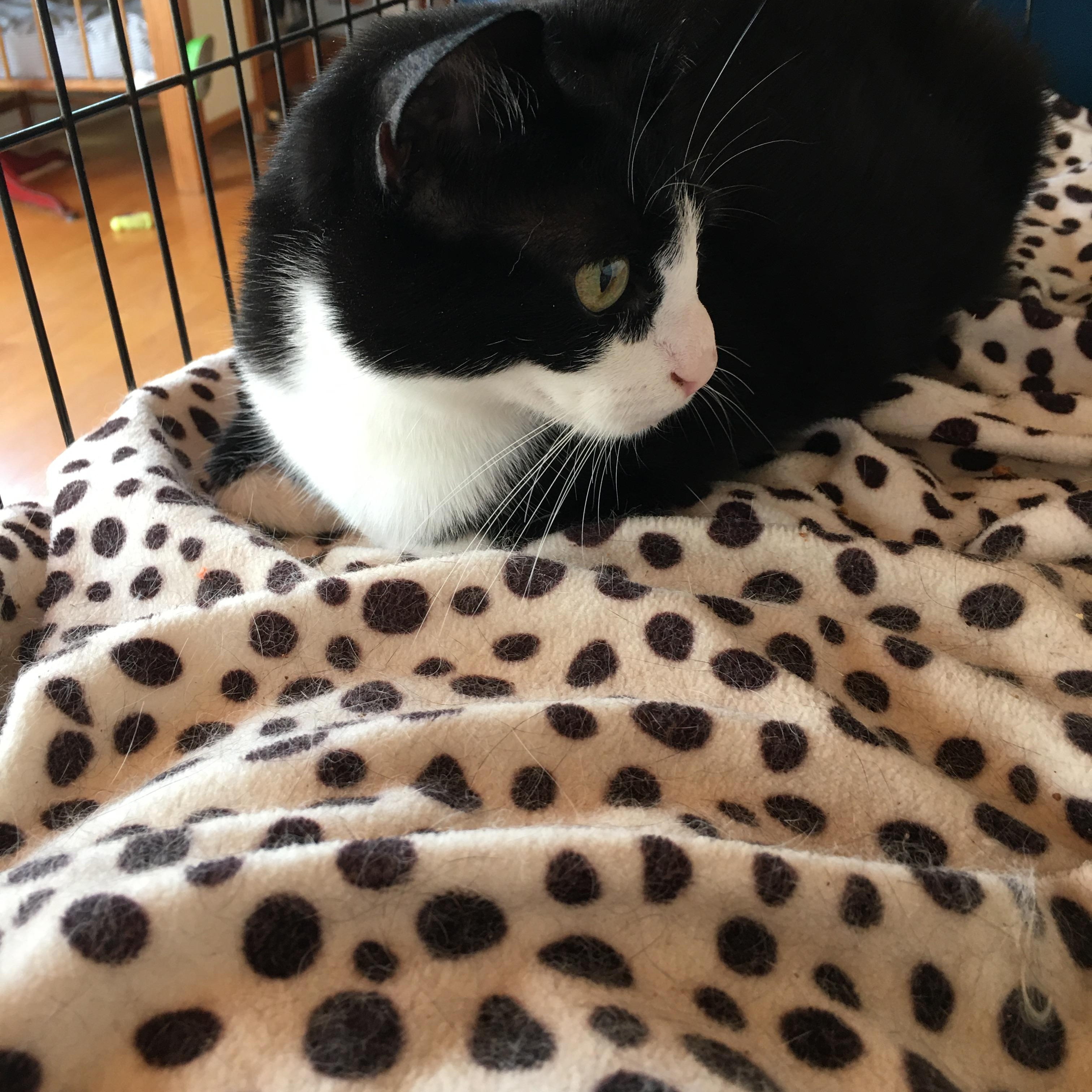 Shadow - I definitely want to be yours!, a Adoptable Domestic Short Hair in Fountain Valley, CA image 4/4