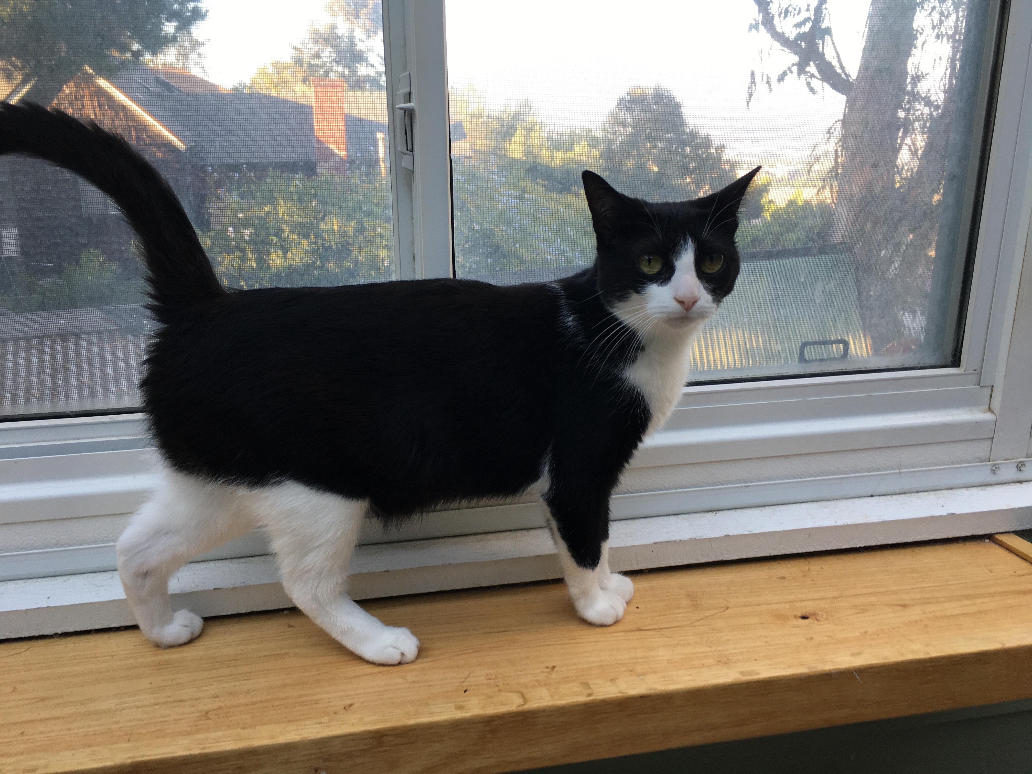 Shadow - I definitely want to be yours!, a Adoptable Domestic Short Hair in Fountain Valley, CA image 2/4