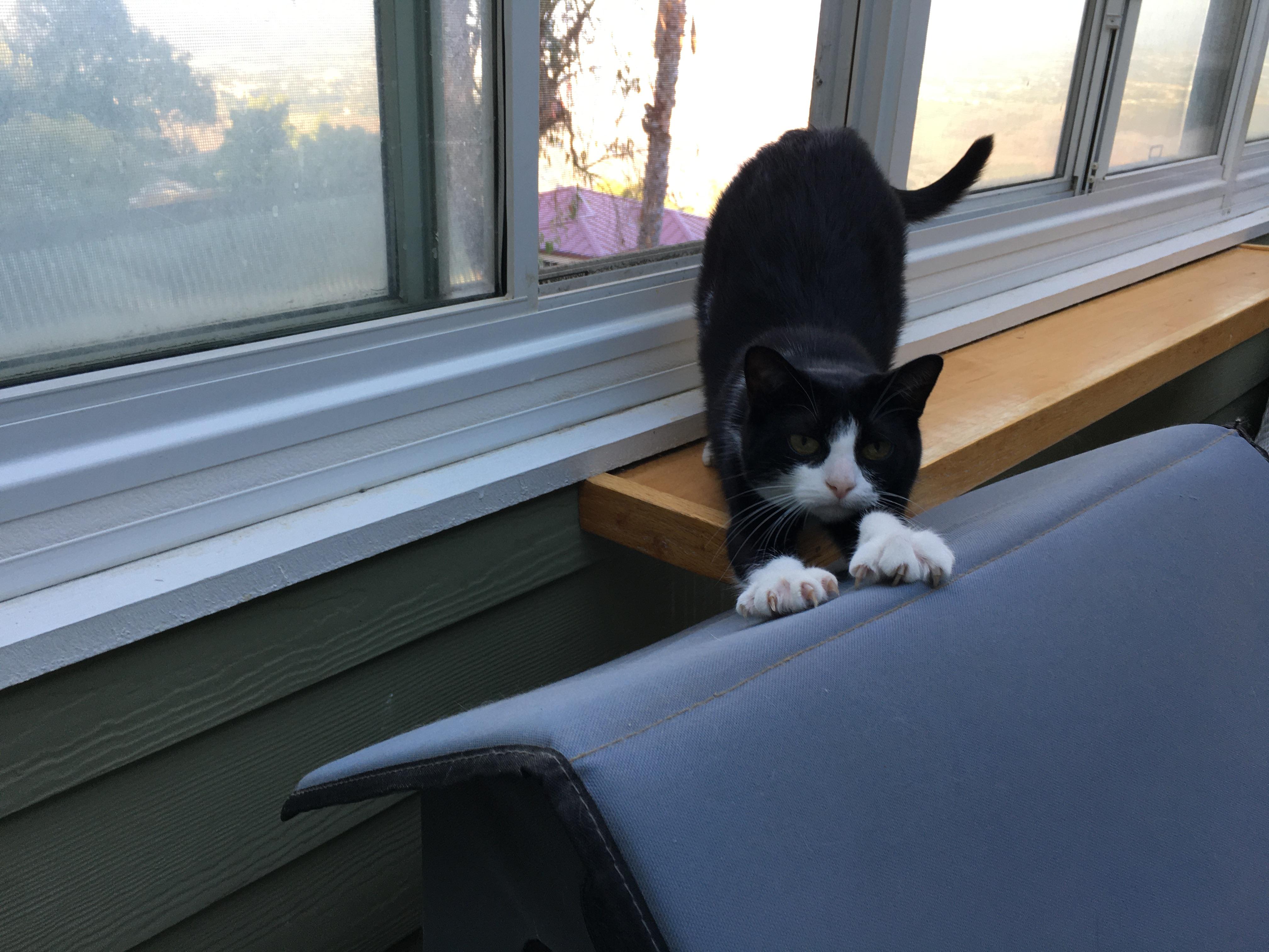 Shadow - I definitely want to be yours!, a Adoptable Domestic Short Hair in Fountain Valley, CA image 3/4