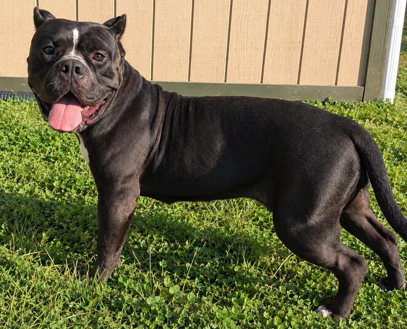 Virginia (Ginny), Adoptable, Adult Female American Bully.
