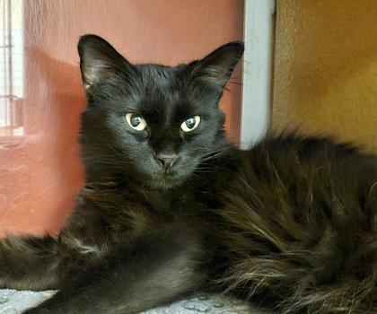 Enlarge Star, a Adoptable mixed breed in Phoenix, AZ image 1/1