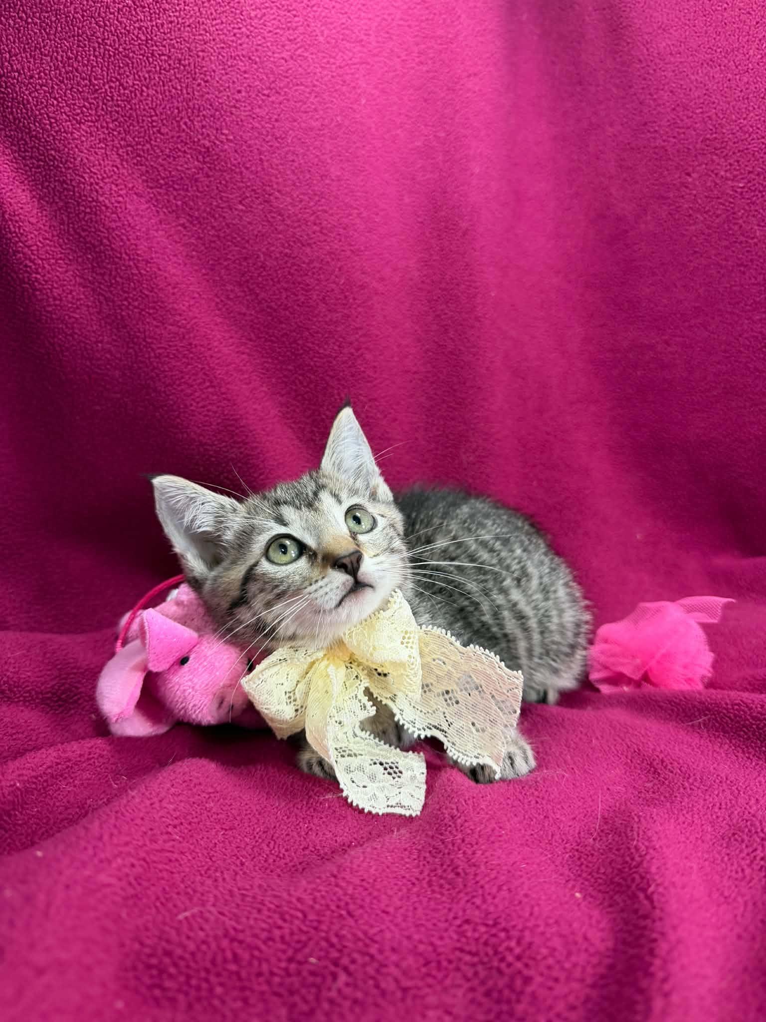 Enlarge Kiara, an adopted Tabby in Tavares, FL image 3/3