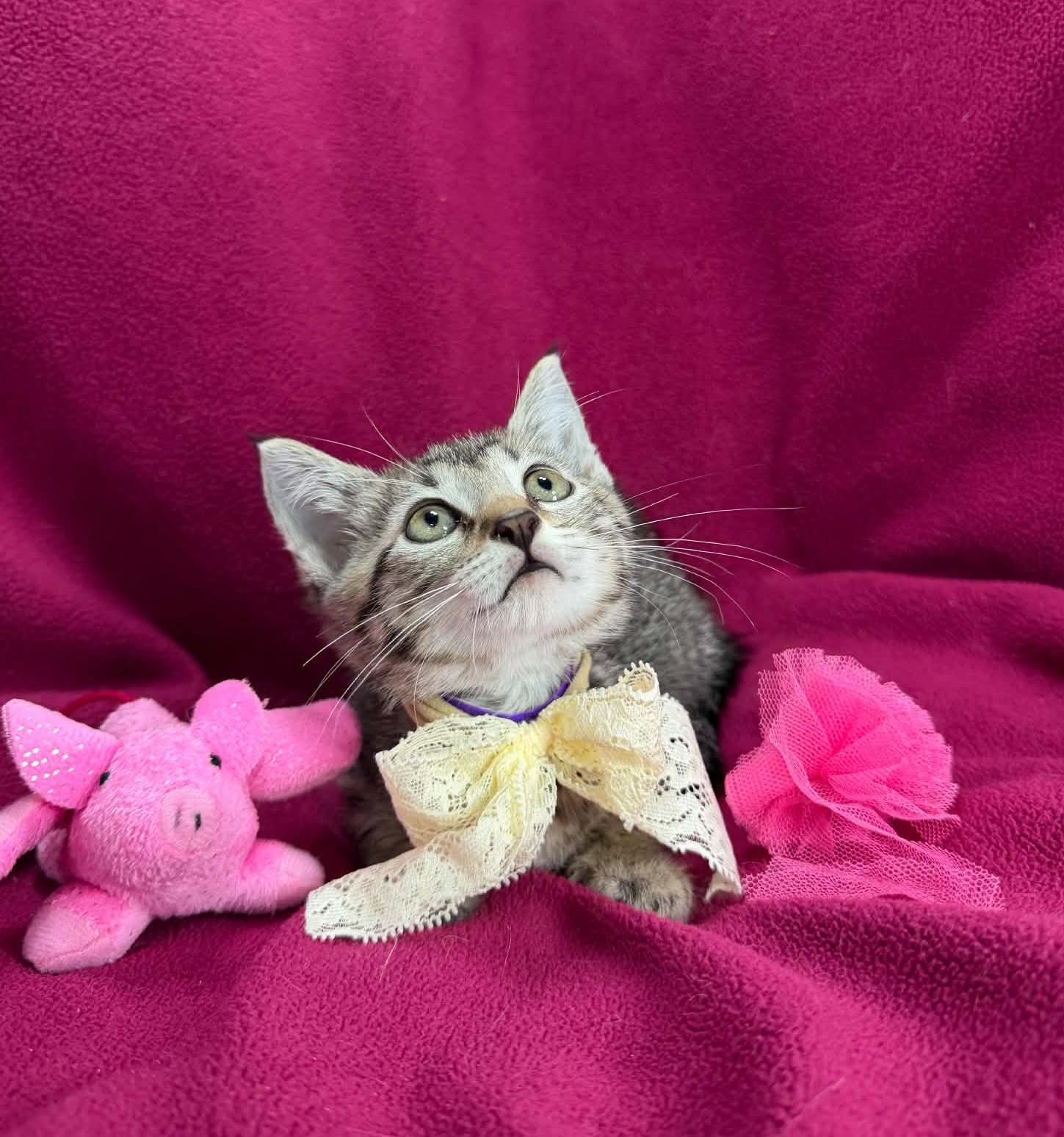 Enlarge Kiara, an adopted Tabby in Tavares, FL image 1/3