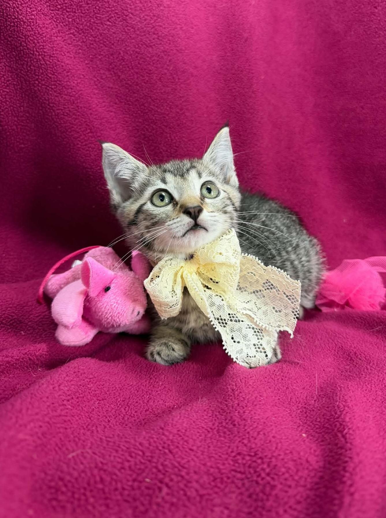 Enlarge Kiara, an adopted Tabby in Tavares, FL image 2/3