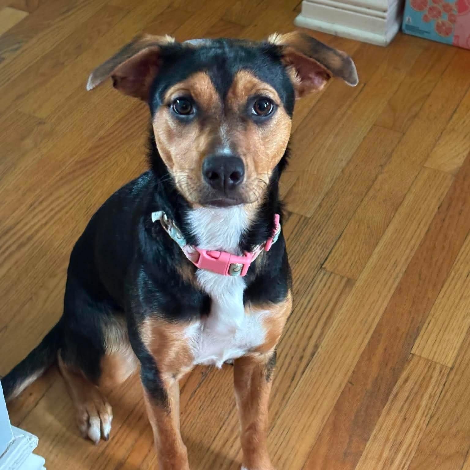Enlarge Lila, a ADOPTABLE mixed breed in West Haven, CT image 1/3