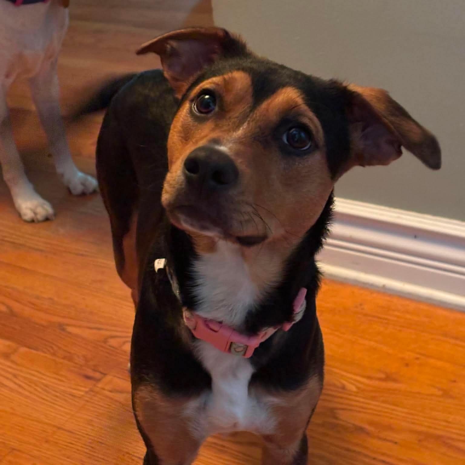 Enlarge Lila, a ADOPTABLE mixed breed in West Haven, CT image 3/3