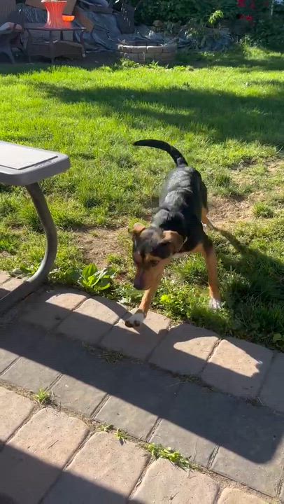 Enlarge Lila, a ADOPTABLE mixed breed in West Haven, CT video 2/3