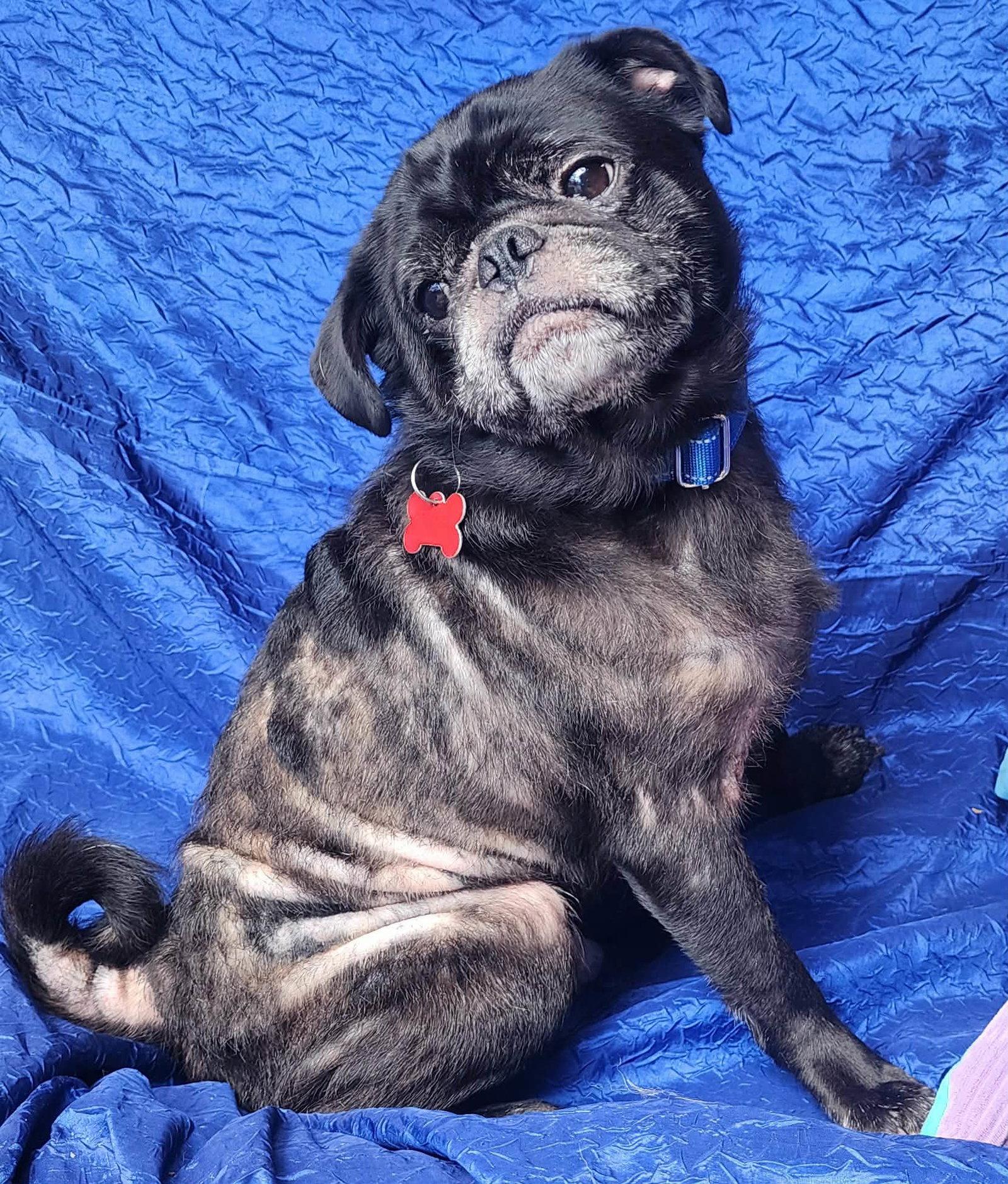 Ozzy, Adopted, Adult Male Pug.