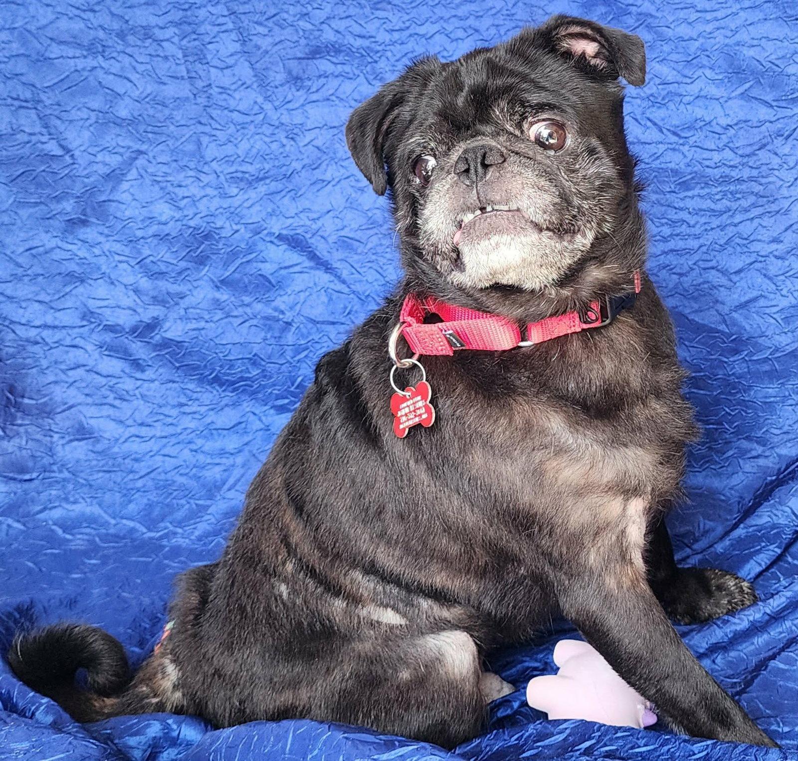 Enlarge Ozzy, a Adopted Pug in Cuba, NY image 2/2