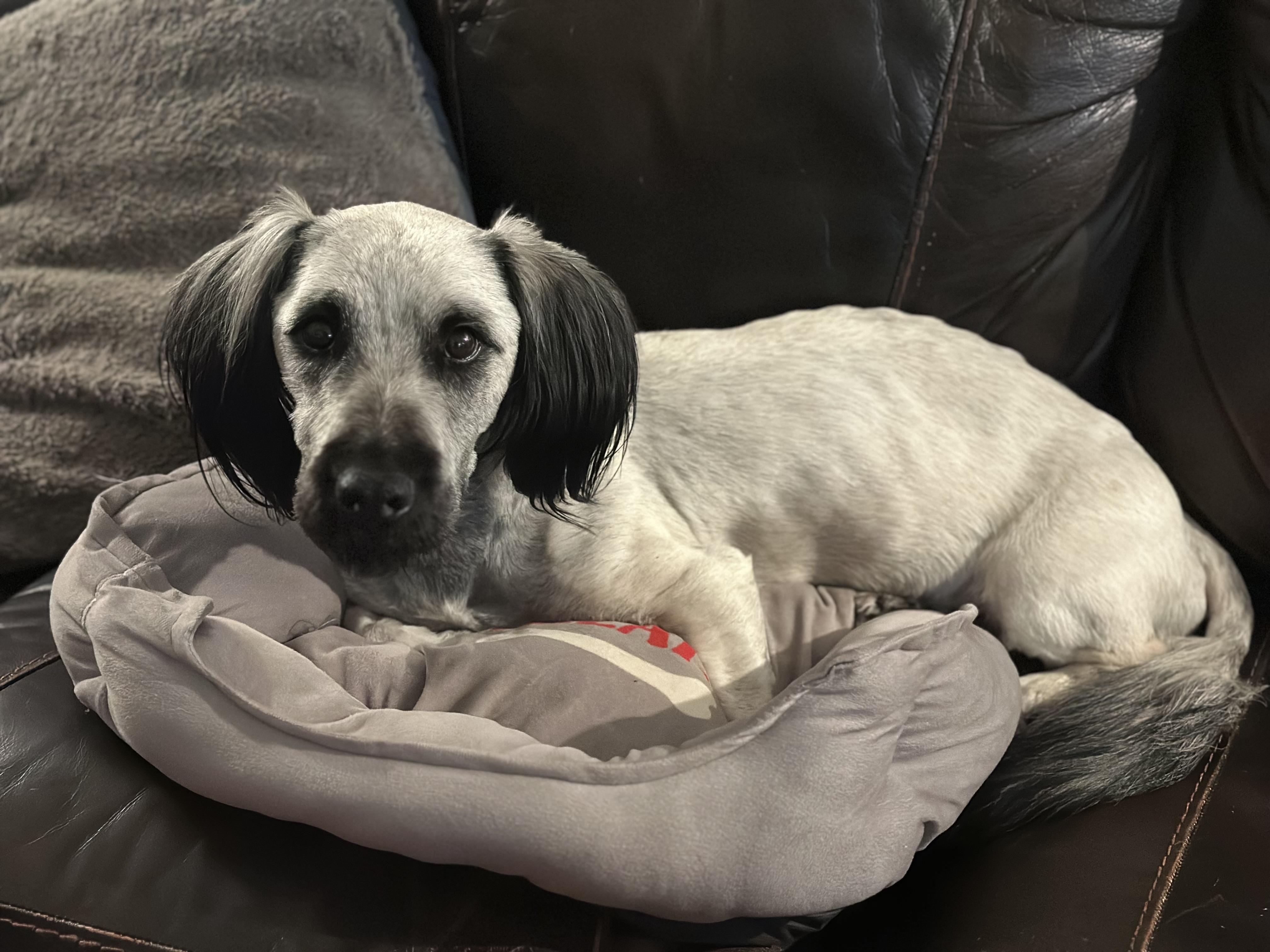 Cyrano, a ADOPTABLE Skye Terrier in Atlanta, GA image 3/6