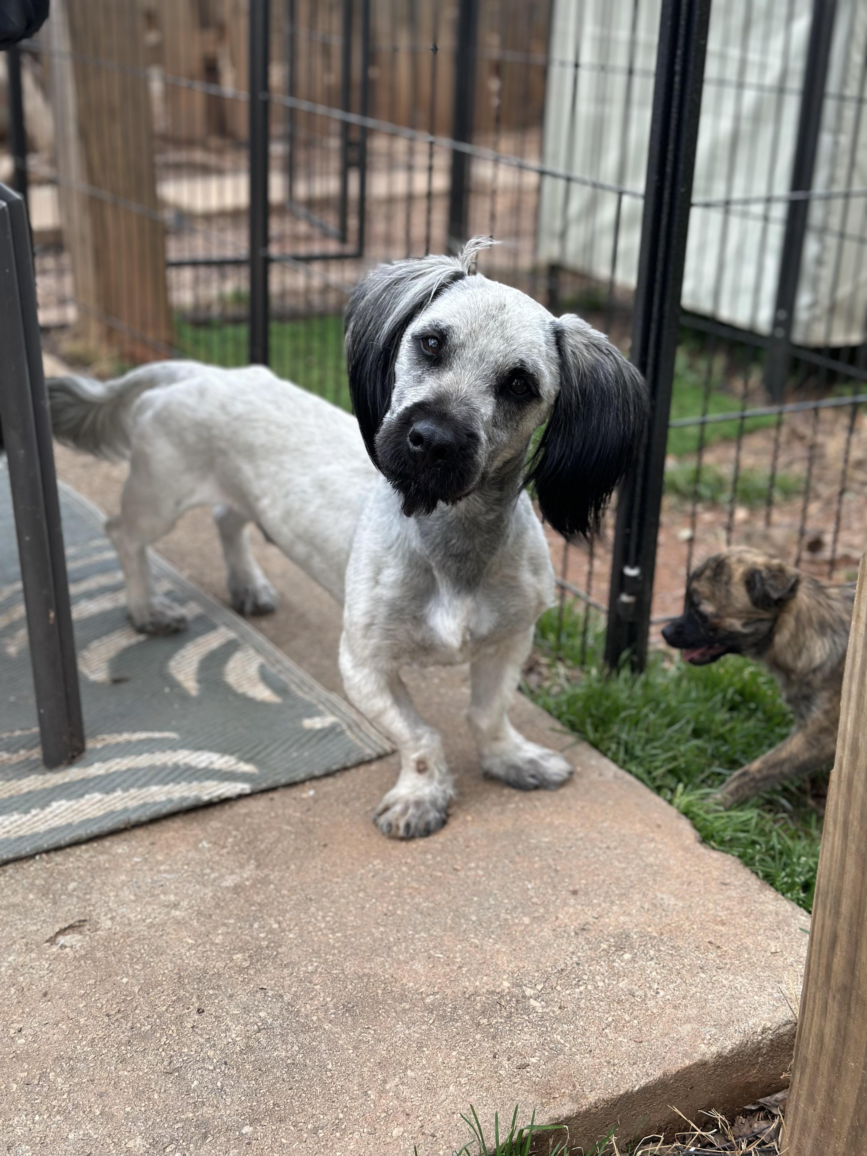 Cyrano, a ADOPTABLE Skye Terrier in Atlanta, GA image 2/6