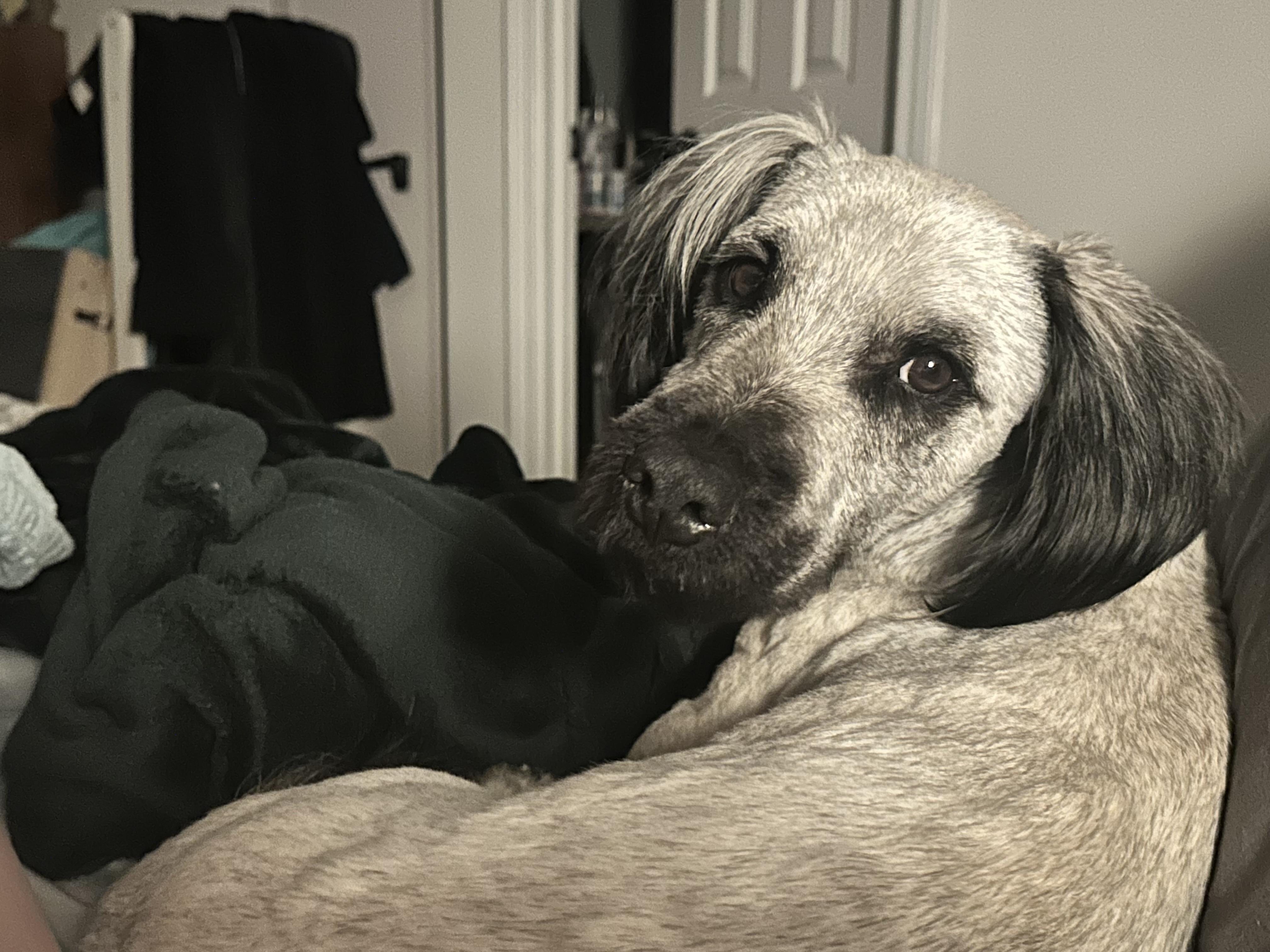 Cyrano, a ADOPTABLE Skye Terrier in Atlanta, GA image 6/6