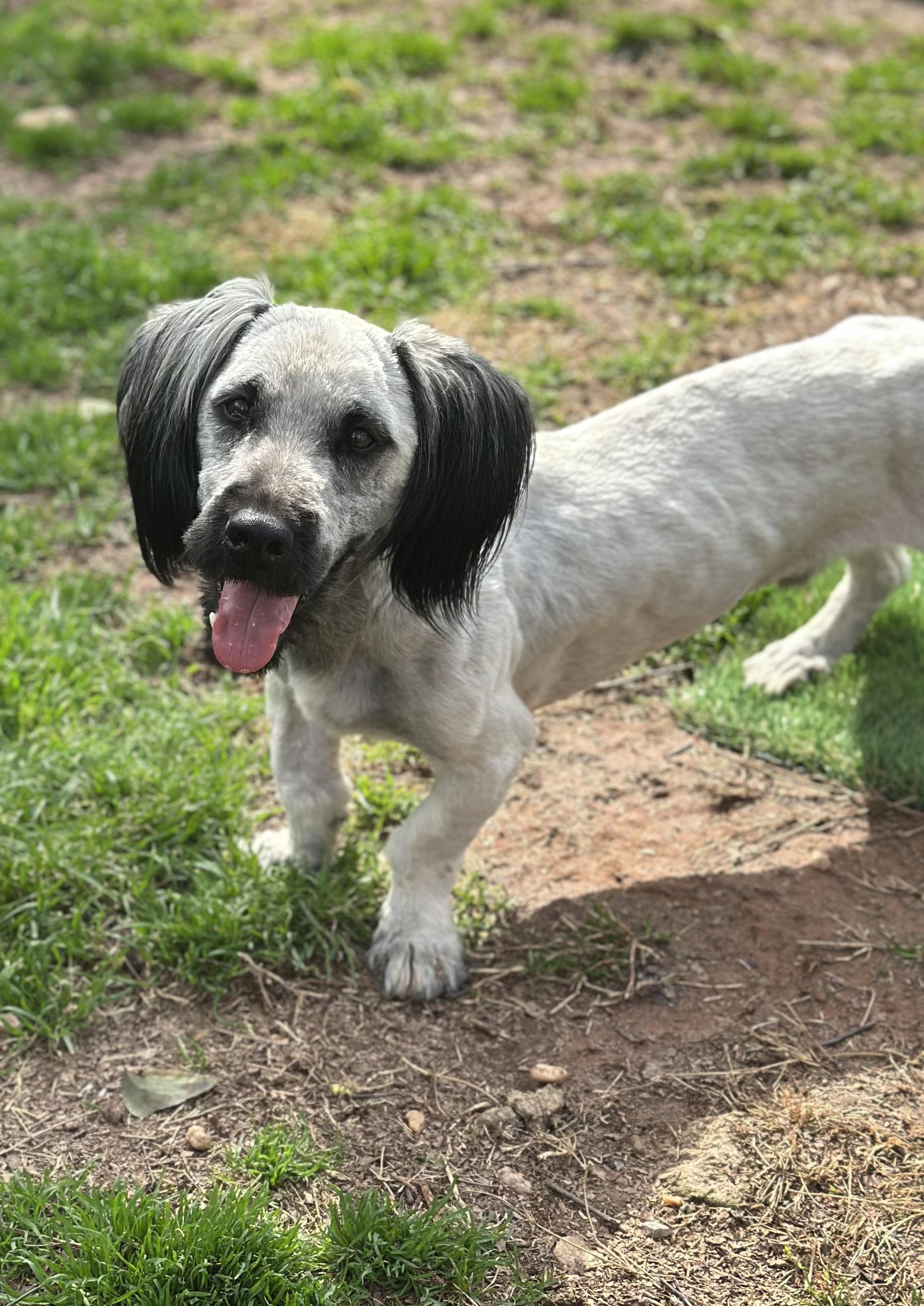 Cyrano, a ADOPTABLE Skye Terrier in Atlanta, GA image 1/6