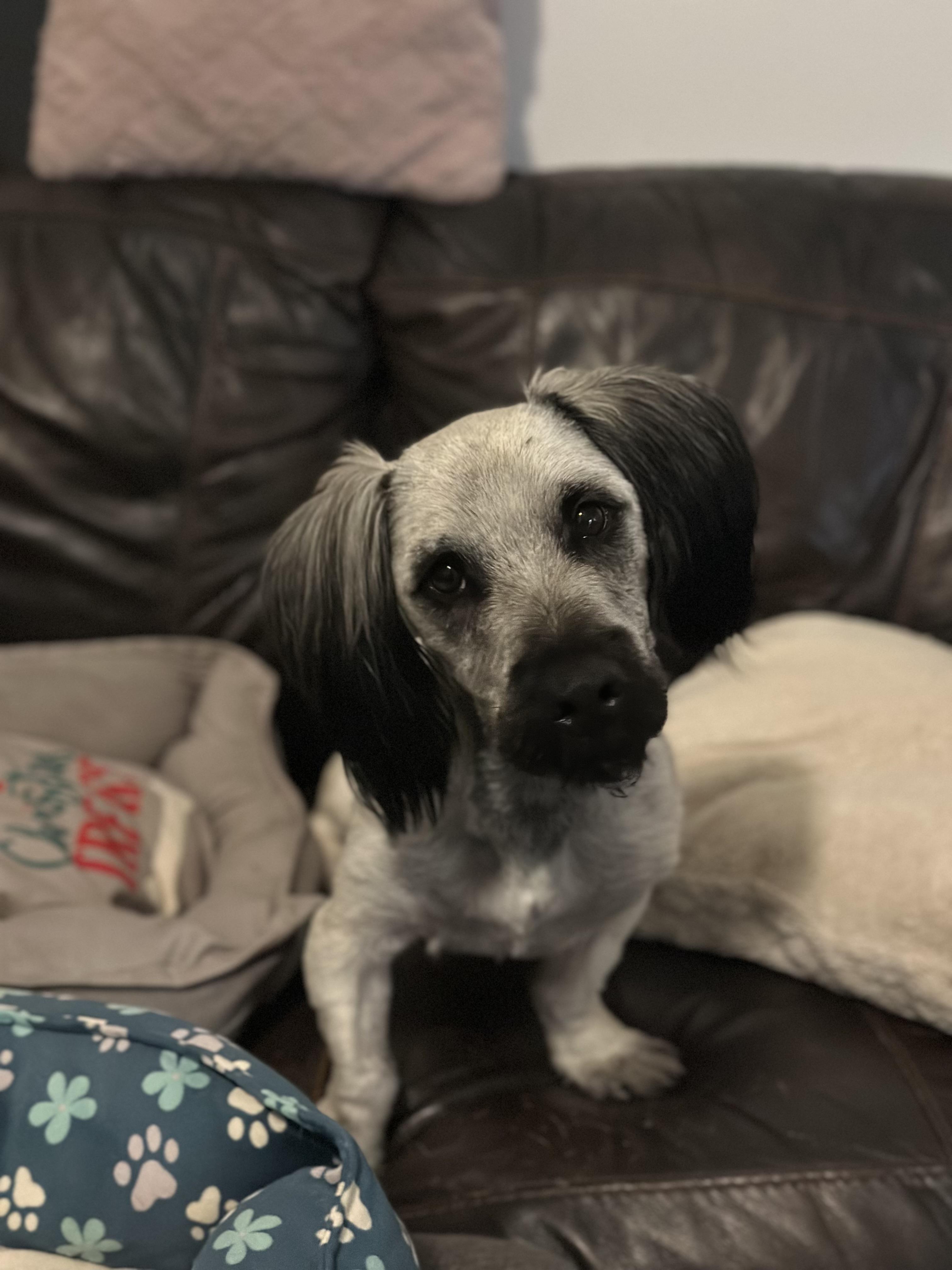 Cyrano, a ADOPTABLE Skye Terrier in Atlanta, GA image 5/6