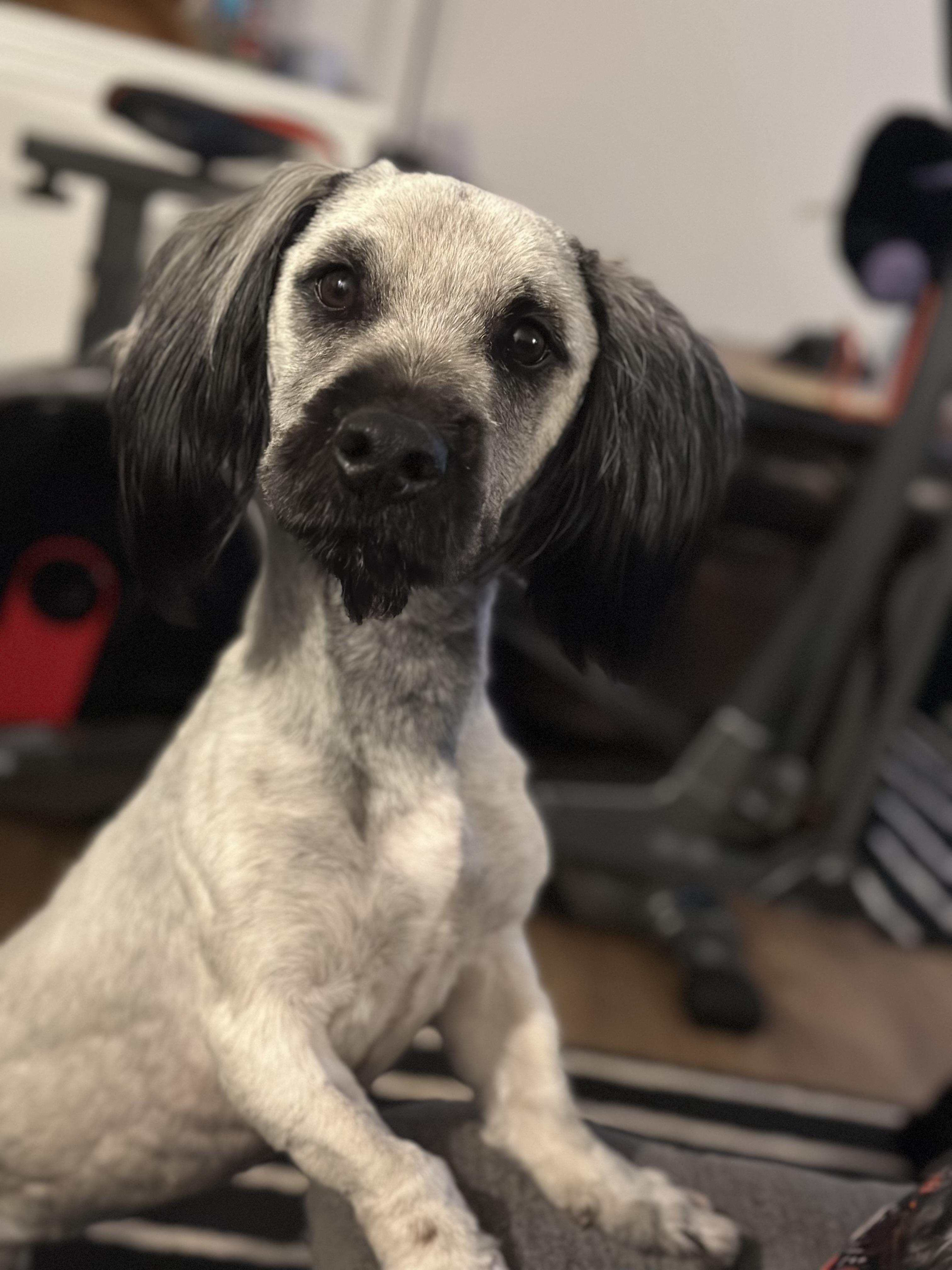 Cyrano, a ADOPTABLE Skye Terrier in Atlanta, GA image 4/6