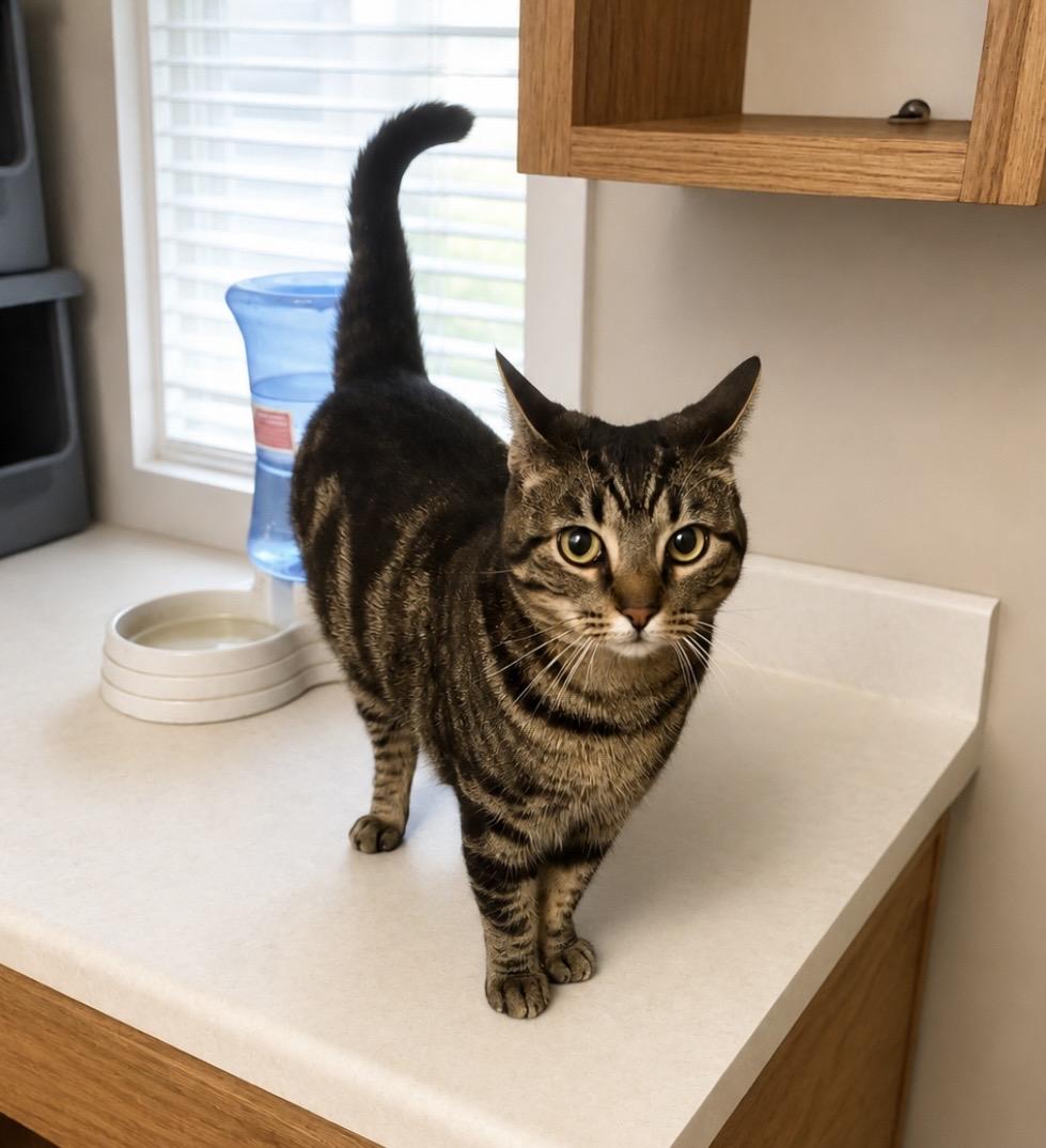Bea Sweet and gentle little lady, a ADOPTABLE Domestic Short Hair in Cambridge, MA image 2/6