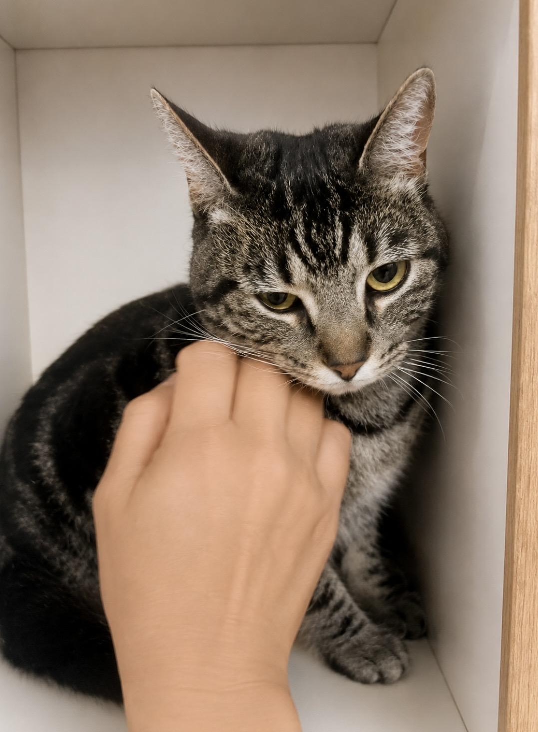 Bea Sweet and gentle little lady, a ADOPTABLE Domestic Short Hair in Cambridge, MA image 5/6
