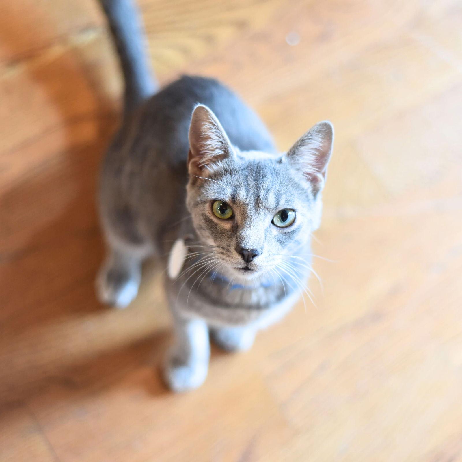 Beaker, Adoptable, Adult Male Domestic Short Hair.