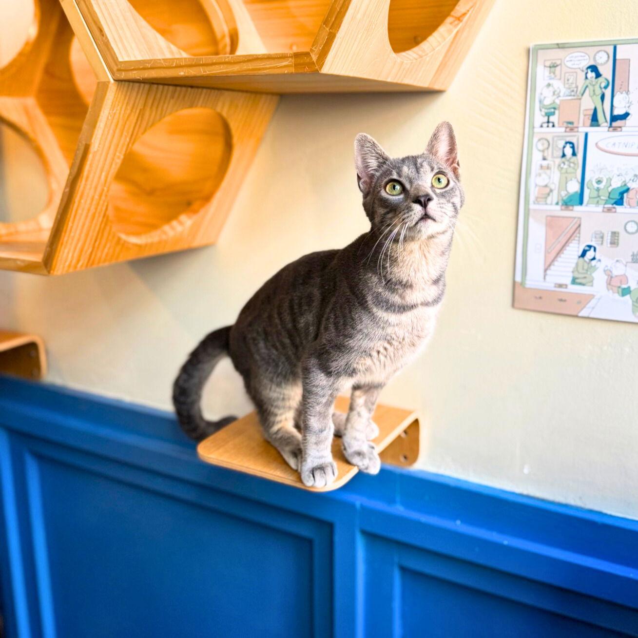 Enlarge Beaker, a Adoptable Domestic Short Hair in Brooklyn, NY image 2/3