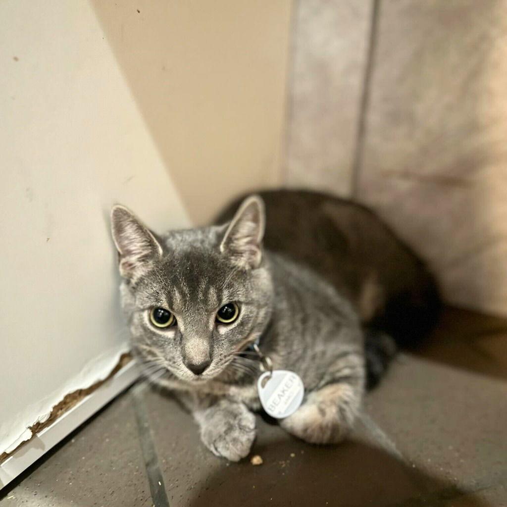 Enlarge Beaker, a Adoptable Domestic Short Hair in Brooklyn, NY image 3/3