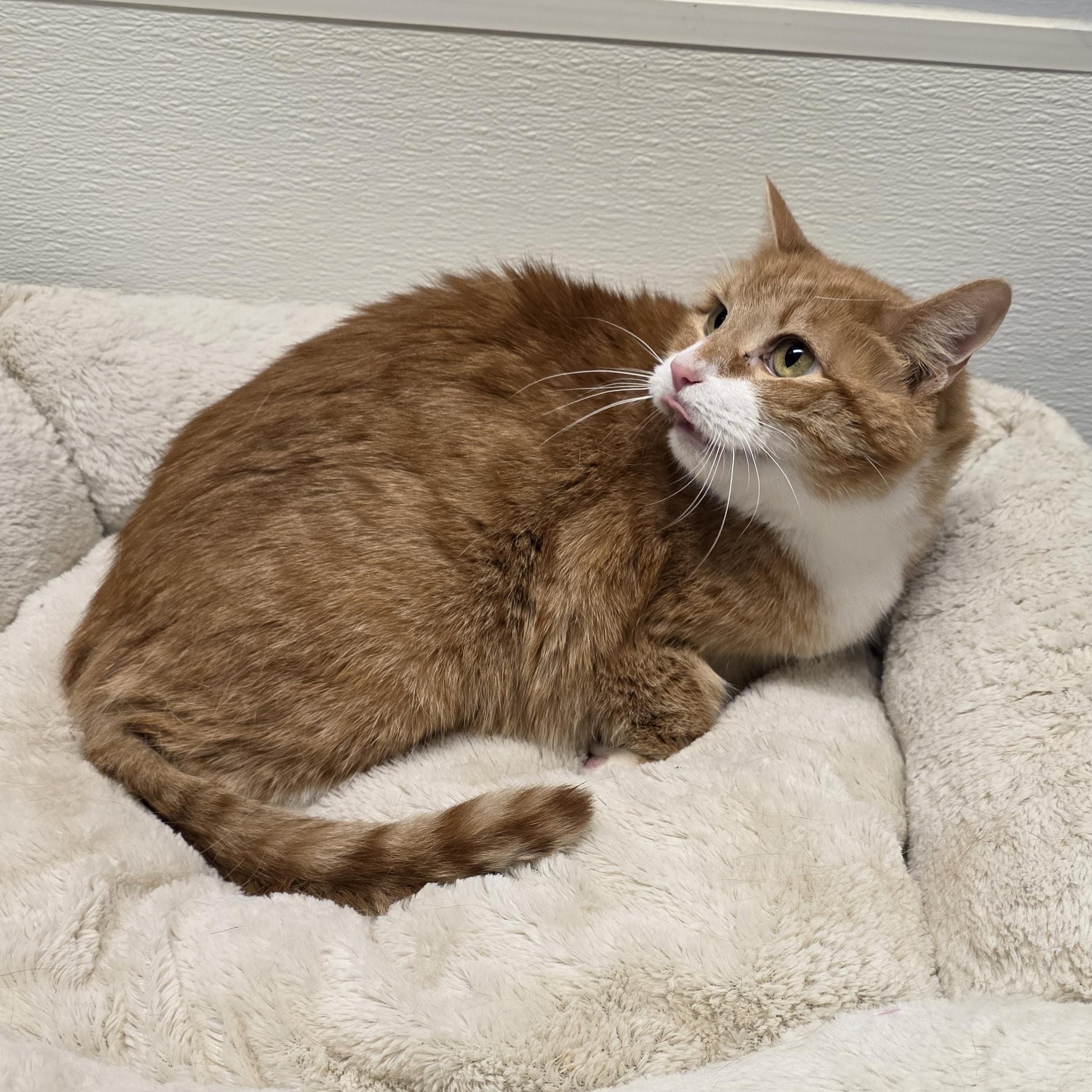 Enlarge Punkin, an adoptable mixed breed in Greensboro, NC image 4/4