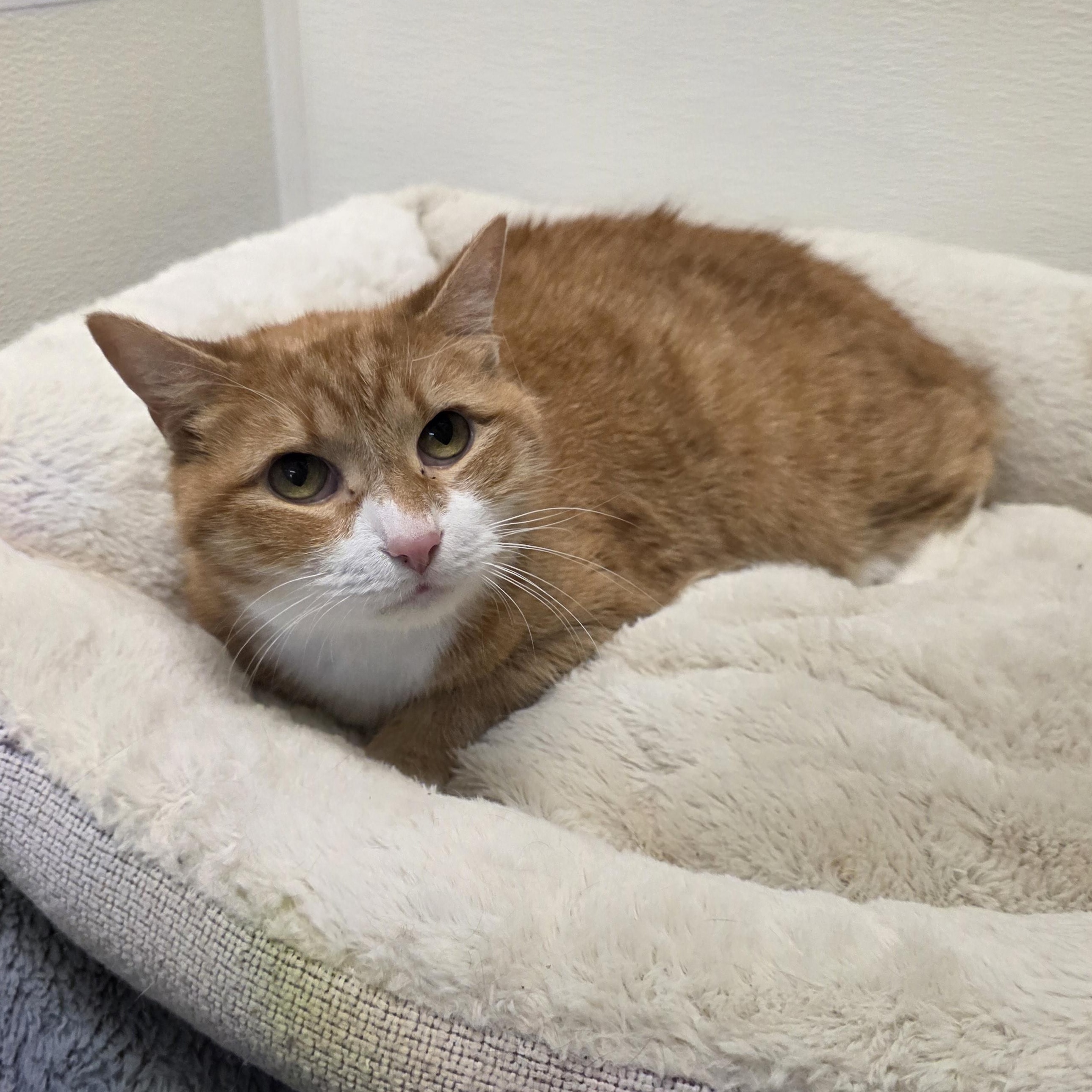 Enlarge Punkin, an adoptable mixed breed in Greensboro, NC image 3/4