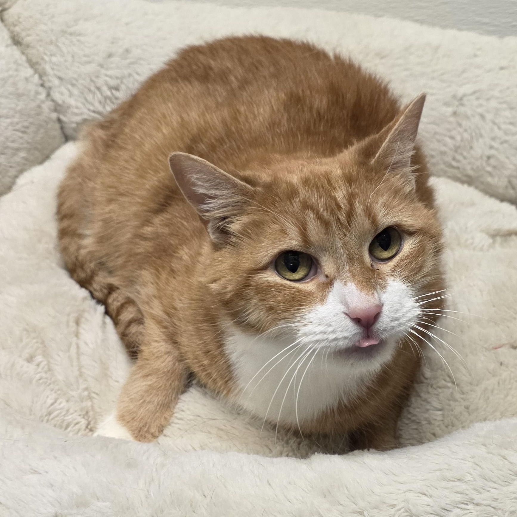 Enlarge Punkin, an adoptable mixed breed in Greensboro, NC image 1/4