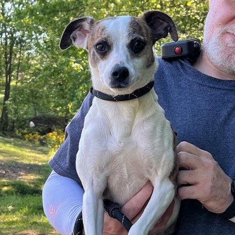 EVA-30543, Adoptable, Adult Female Jack Russell Terrier & Mixed Breed.