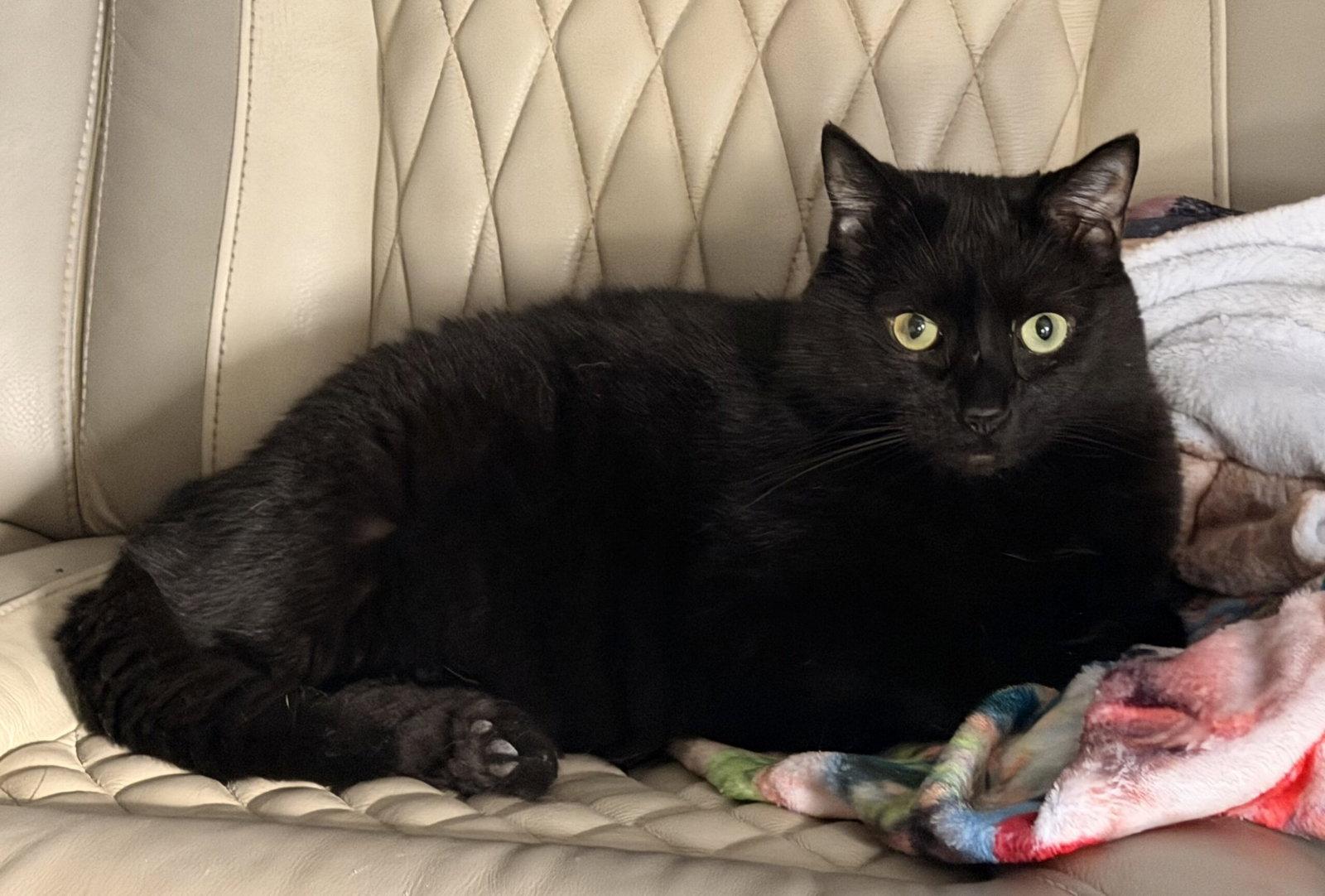 Enlarge Flap Jack (In Foster), a Adoptable Domestic Short Hair in Sanford, NC image 2/3