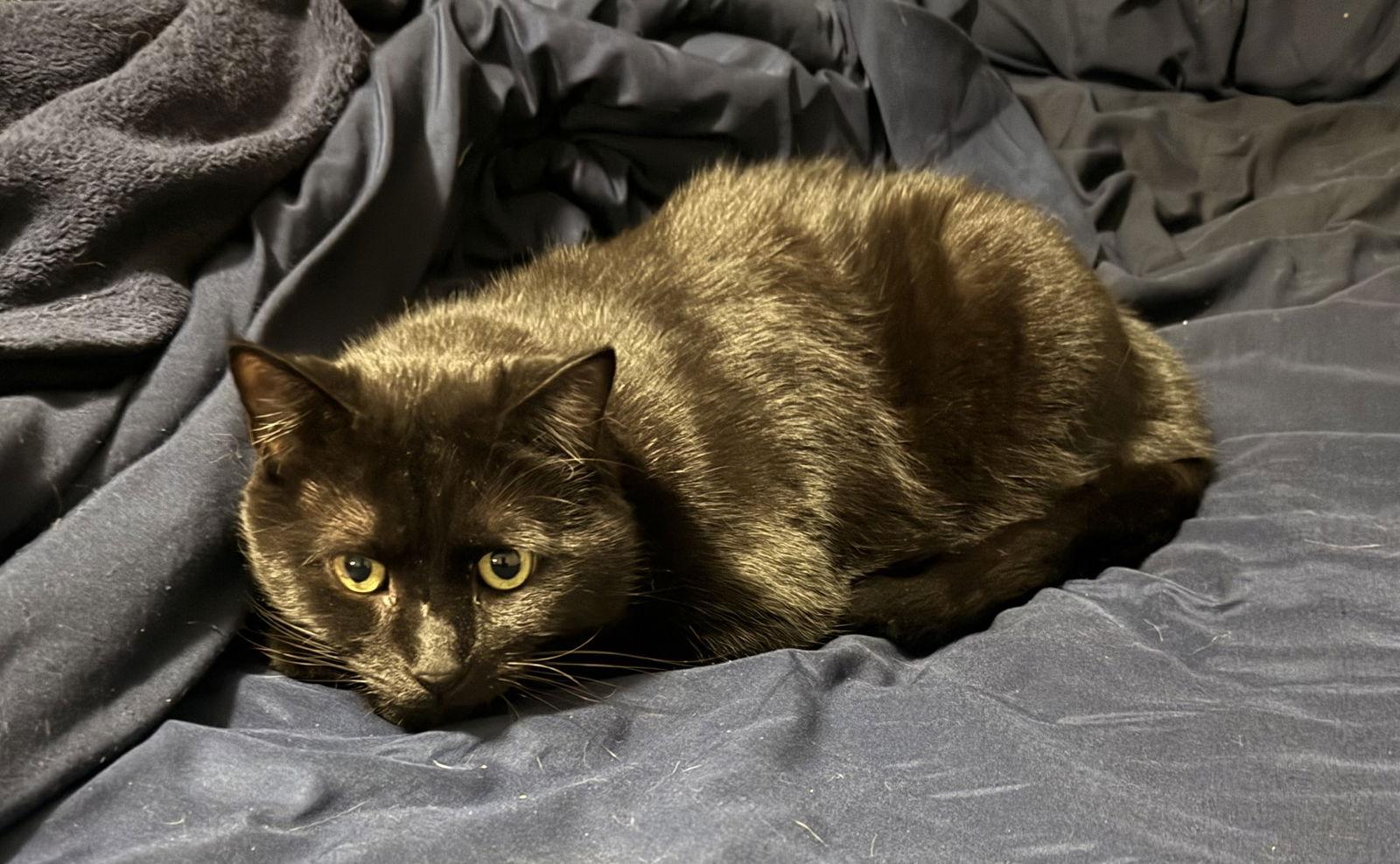 Enlarge Flap Jack (In Foster), a Adoptable Domestic Short Hair in Sanford, NC image 3/3