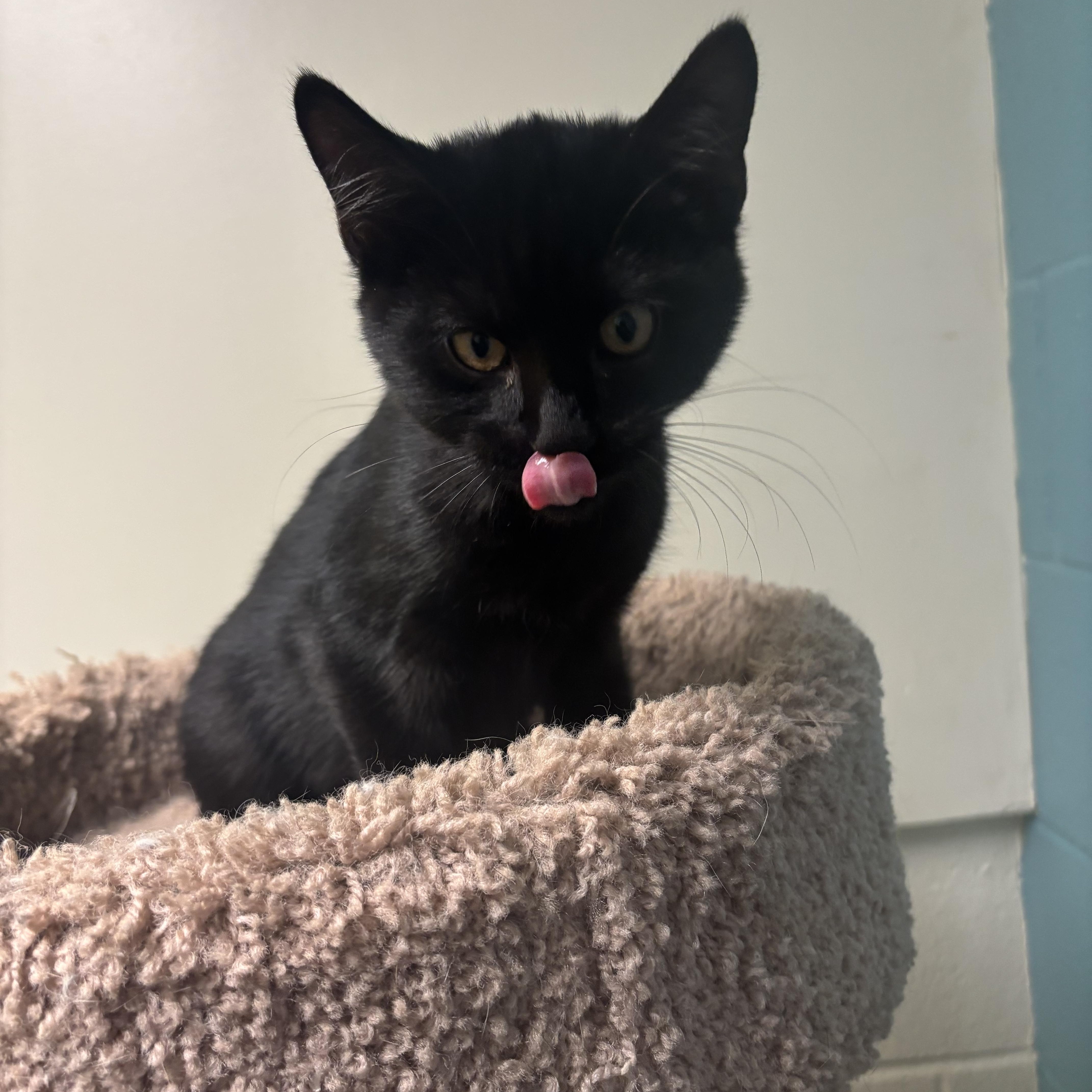 Enlarge Magic, a Adoptable mixed breed in Gladstone, MO image 2/3