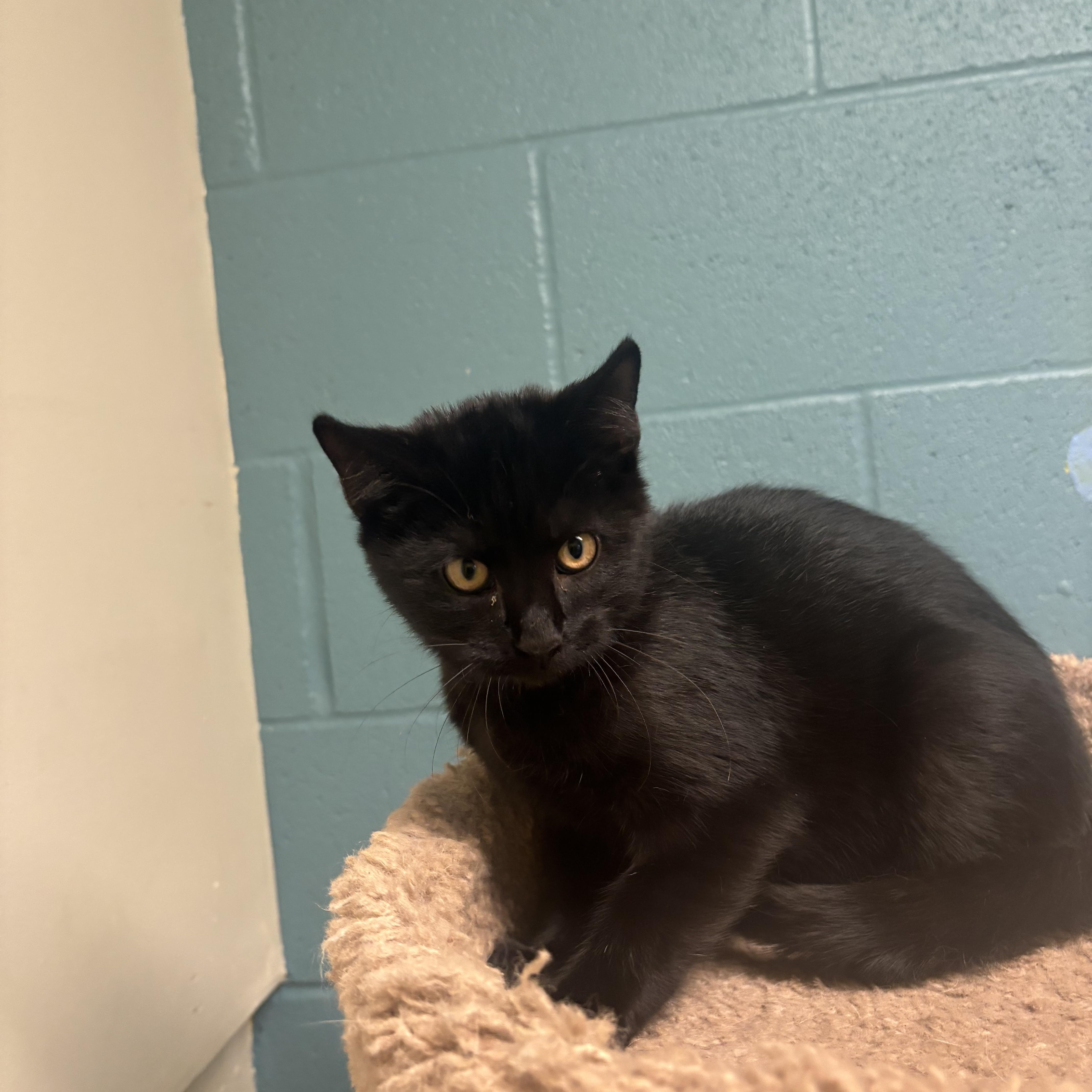 Enlarge Magic, a Adoptable mixed breed in Gladstone, MO image 3/3