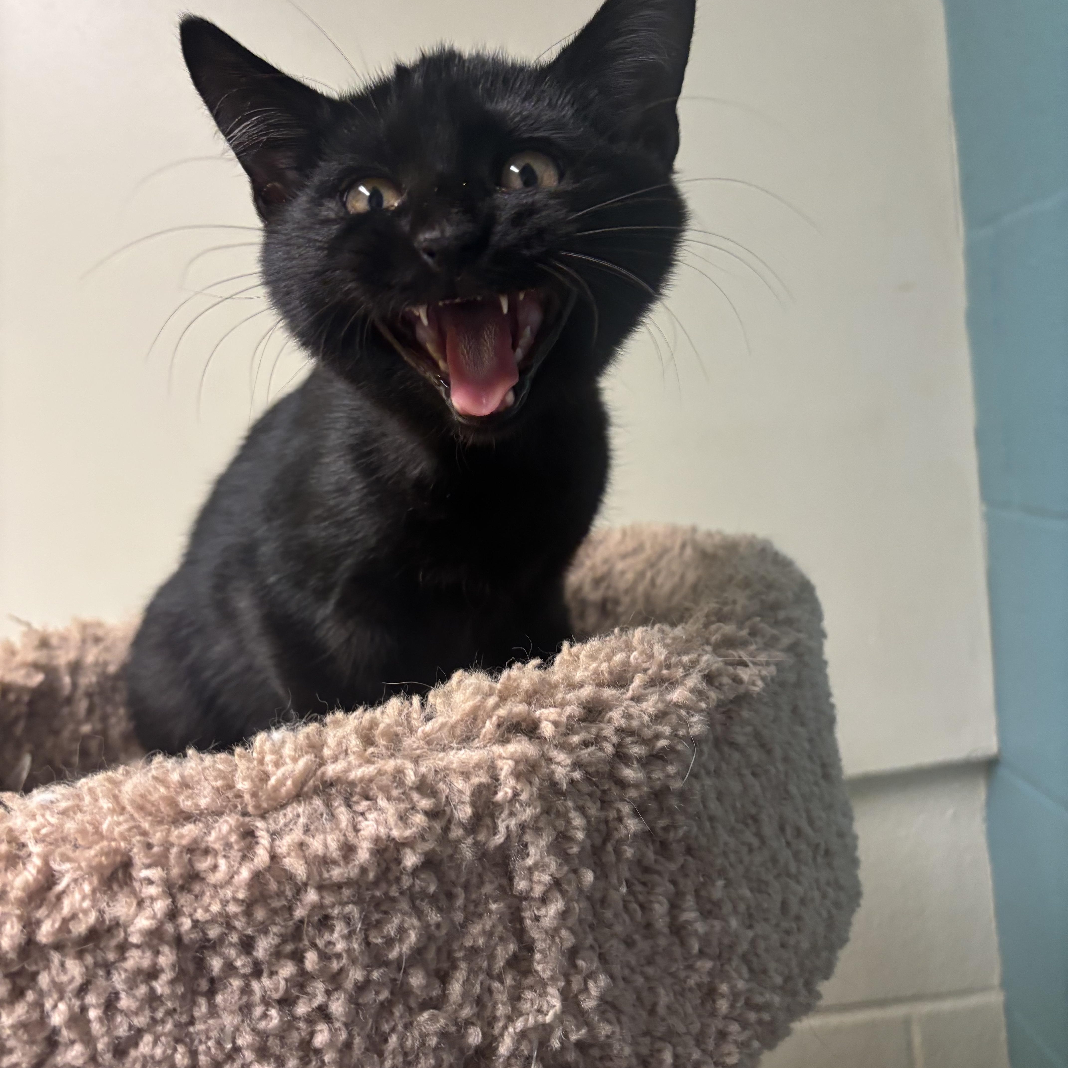 Magic, Adoptable, Kitten Male Domestic Short Hair.