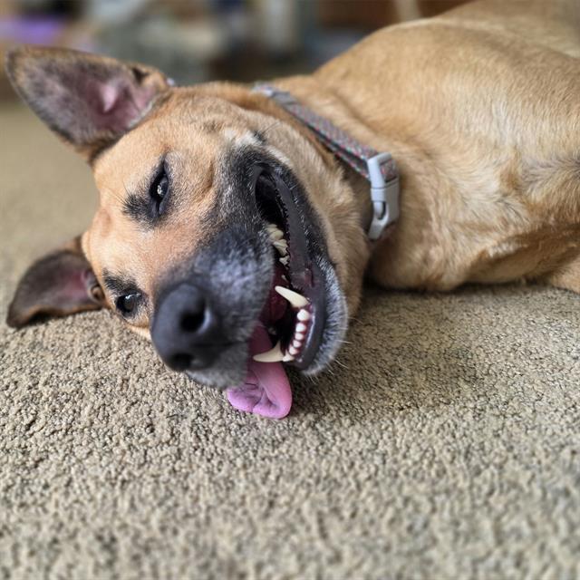Enlarge LEXI, a Adoptable German Shepherd Dog in Alameda, CA image 1/1