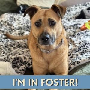 LEXI, Adoptable, Adult Female German Shepherd Dog.