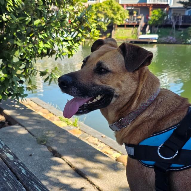 LEXI, Adoptable, Adult Female German Shepherd Dog.