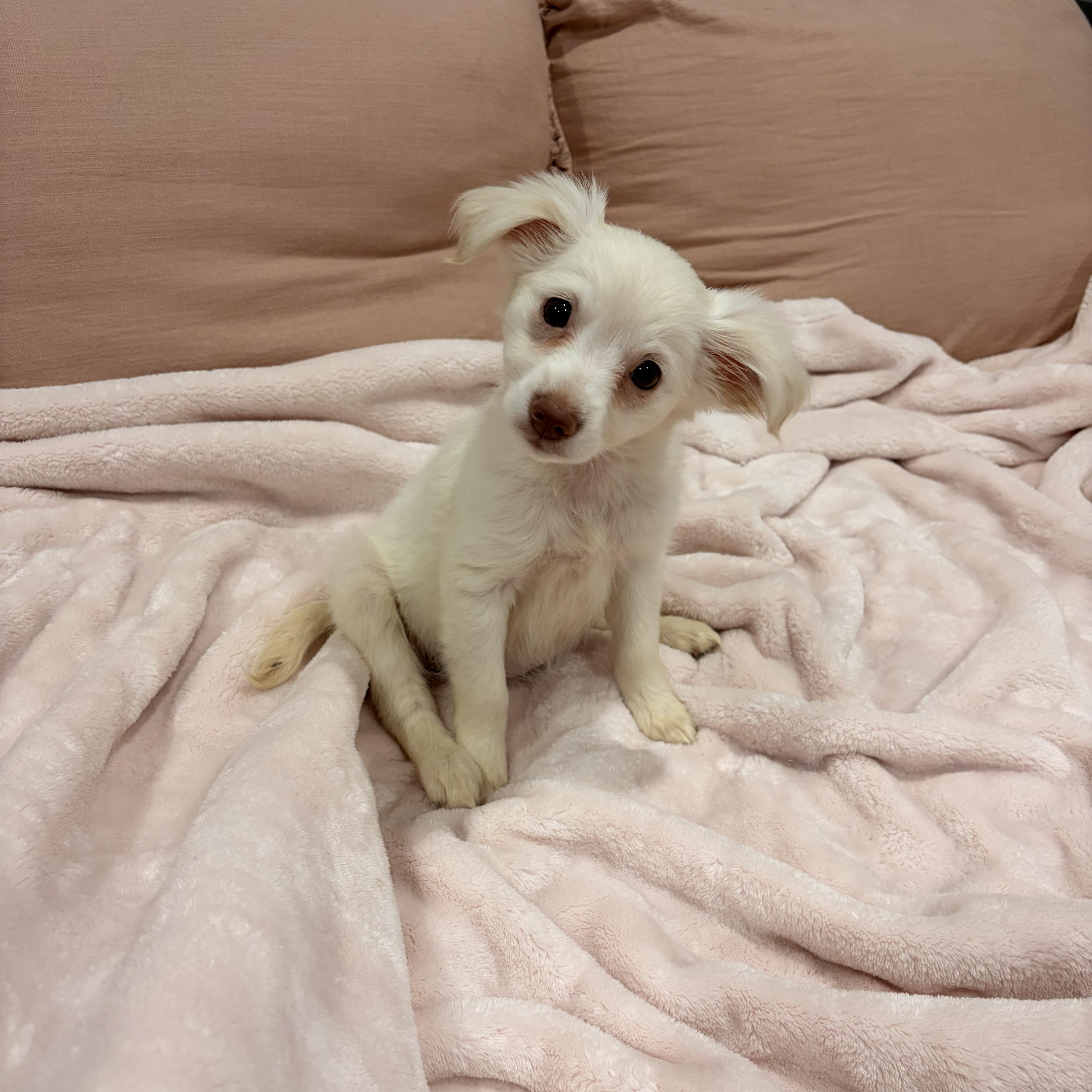 Pearl , ADOPTABLE, Puppy Female Papillon & Chihuahua.