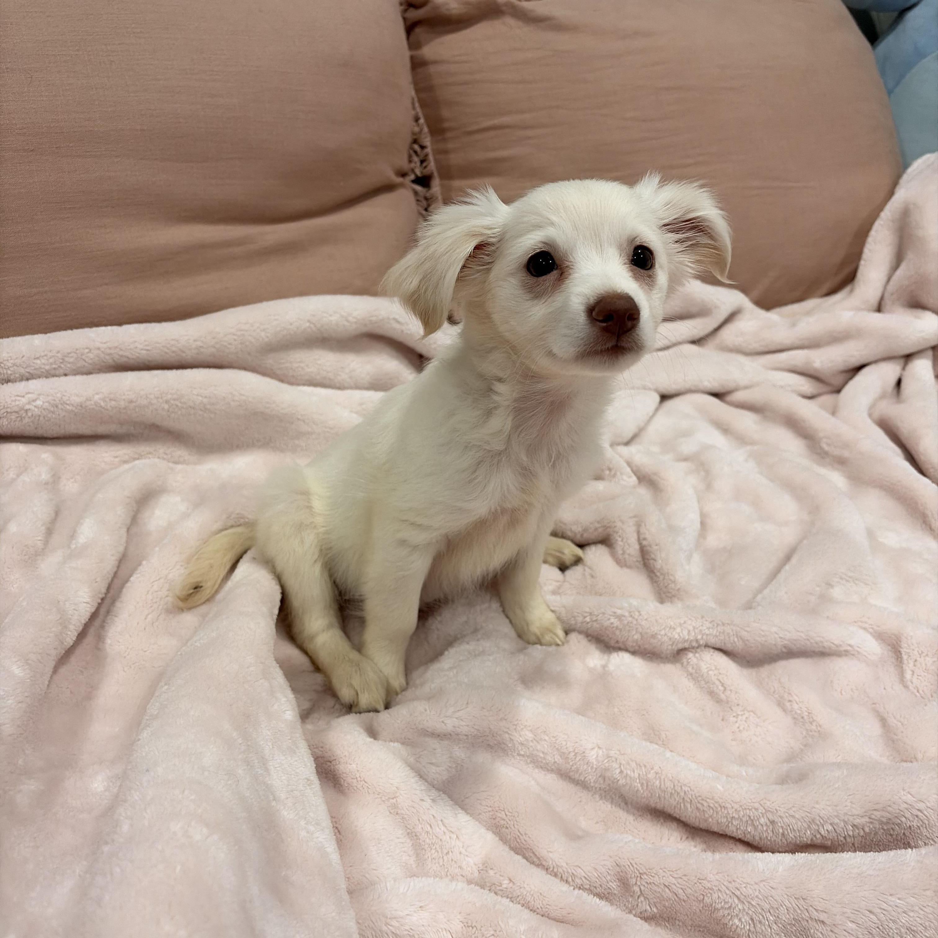 Enlarge Pearl , a ADOPTABLE mixed breed in Torrance, CA image 2/3