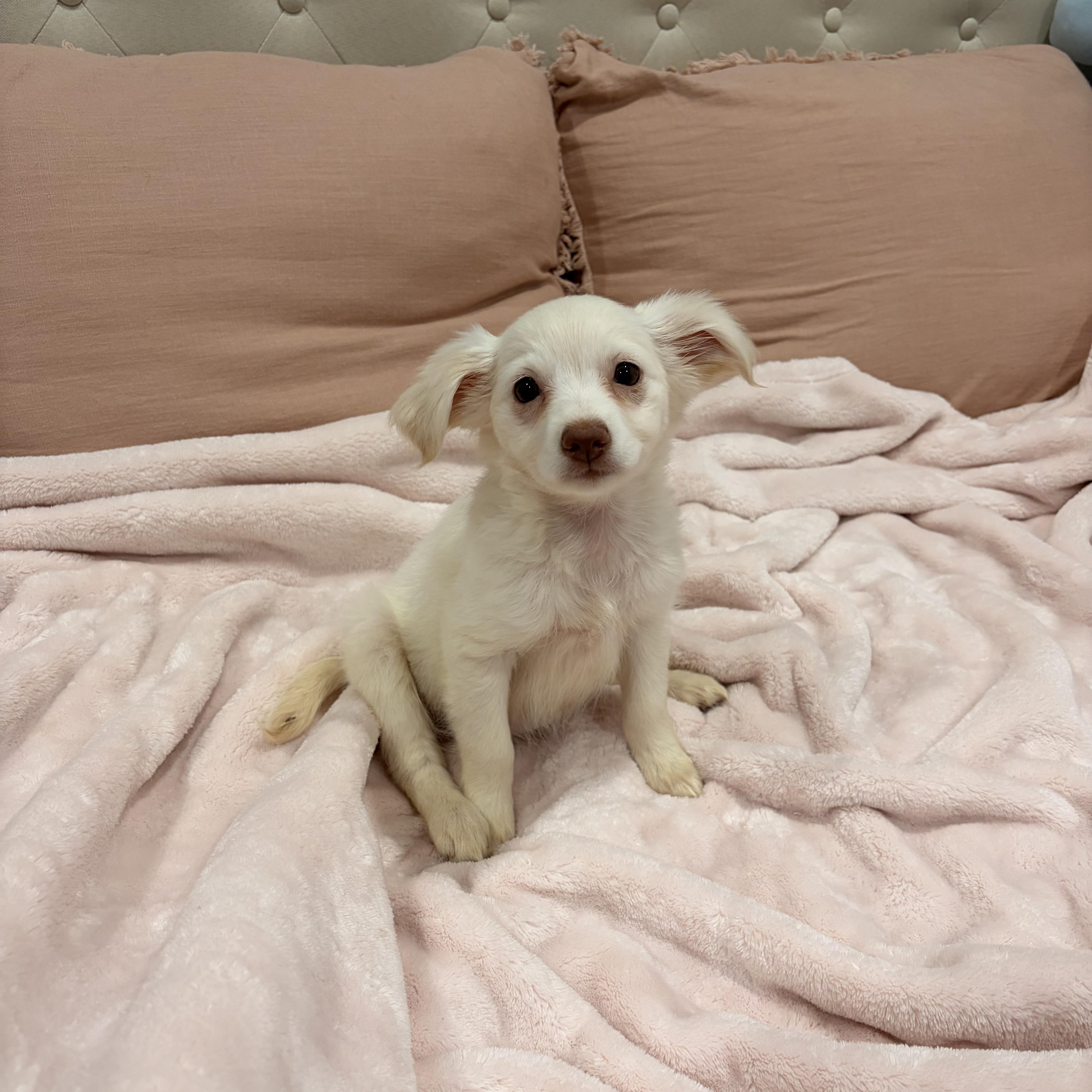 Enlarge Pearl , a ADOPTABLE mixed breed in Torrance, CA image 3/3