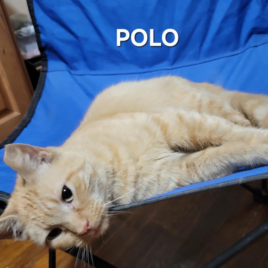 Polo, Adoptable, Adult Male Domestic Short Hair & Domestic Short Hair.