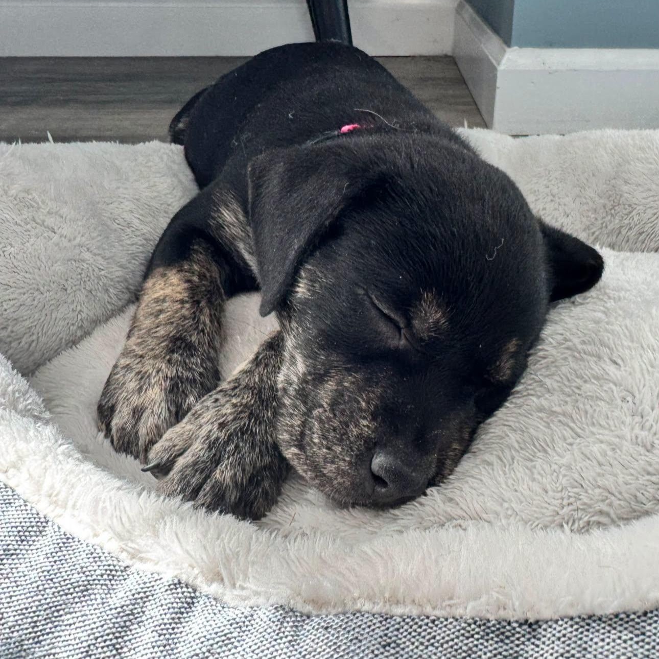 Alice, a ADOPTABLE mixed breed in Calabash, NC image 2/6
