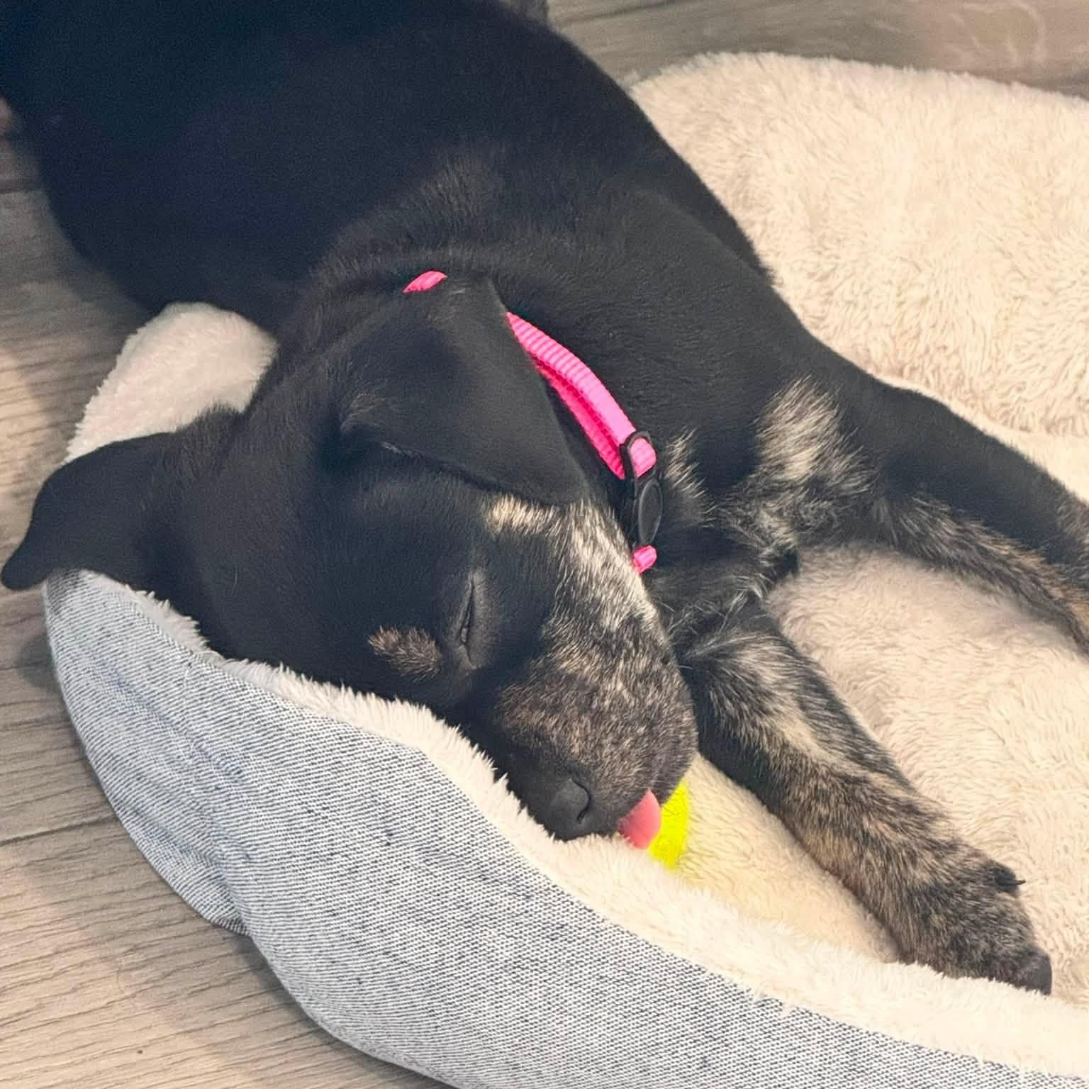 Alice, a ADOPTABLE mixed breed in Calabash, NC image 6/6