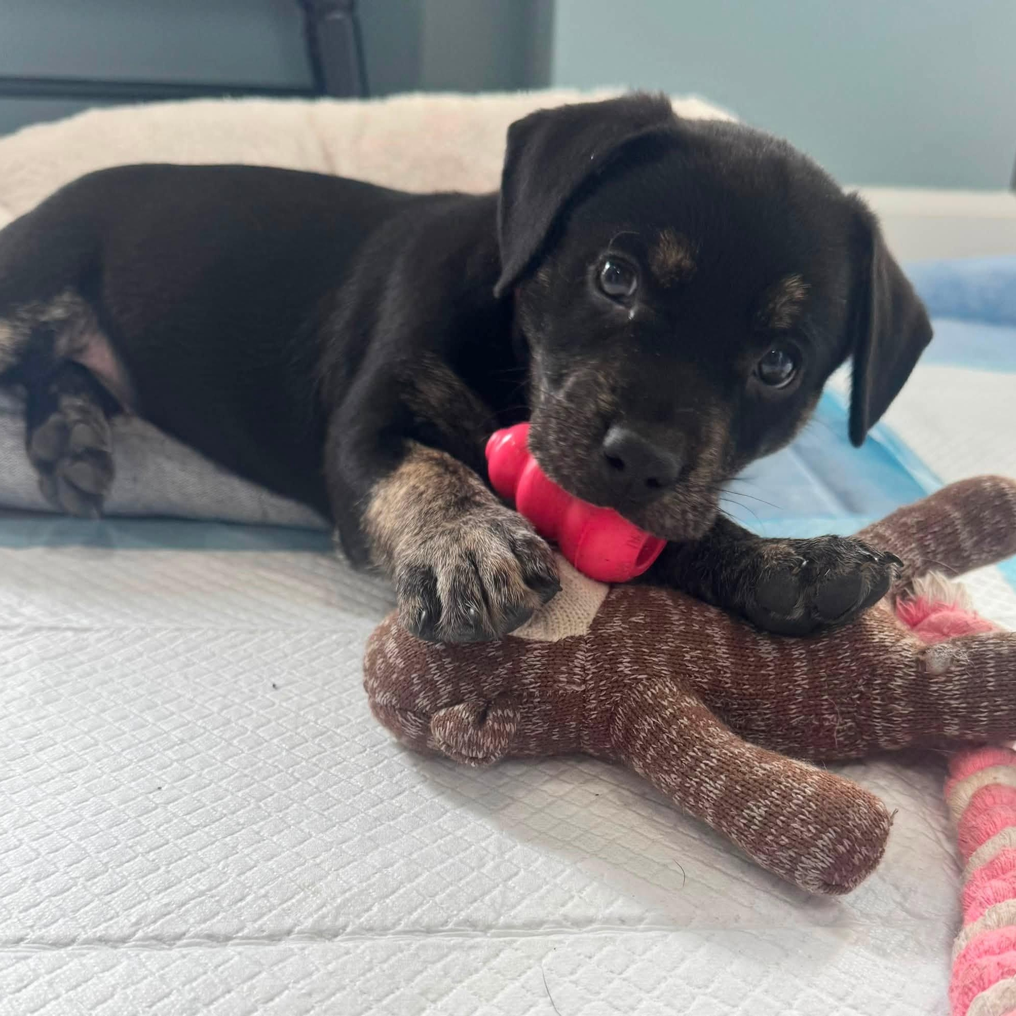 Alice, ADOPTABLE, Young Female Hound.