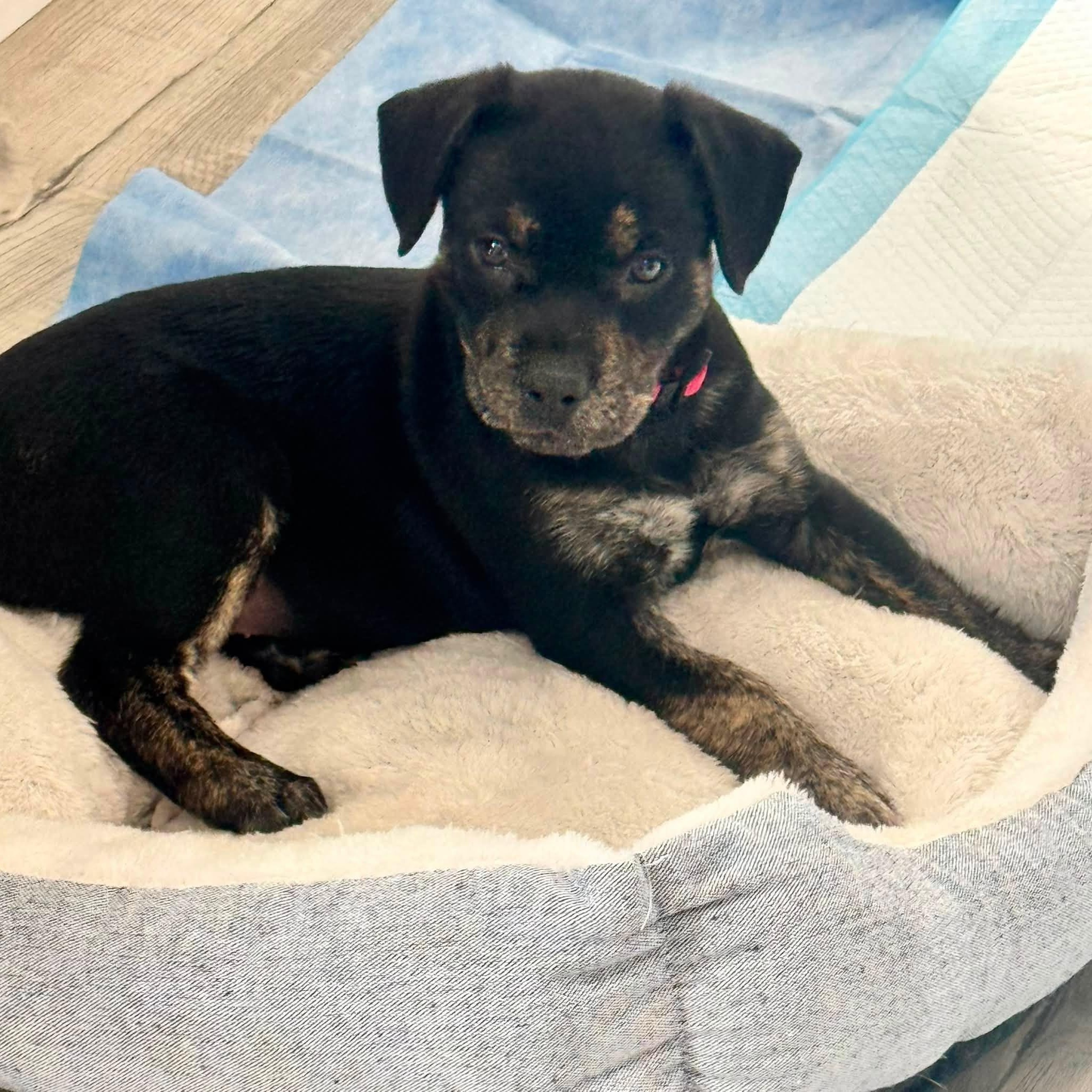Alice, a ADOPTABLE mixed breed in Calabash, NC image 3/6
