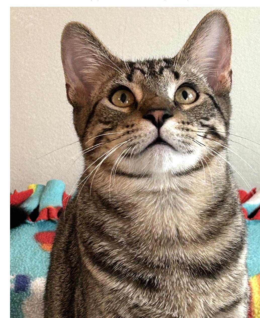 Enlarge Tabby Maguire, a Adoptable Domestic Short Hair in Chicago, IL image 1/4